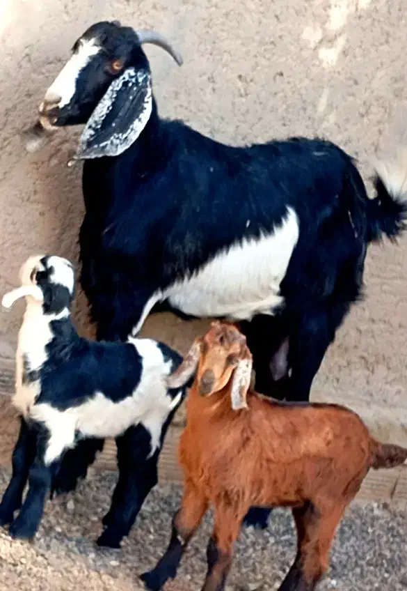 مری زایده شیری با دو کهره نر و ماده|حیوانات مزرعه|زابل, |دیوار