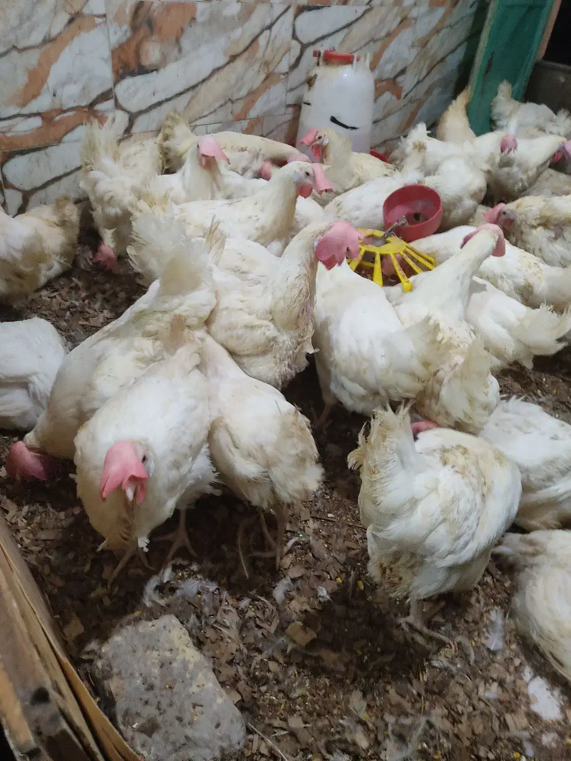 مرغ لیچک یا تخمگذار رسید|حیوانات مزرعه|کلاله, |دیوار