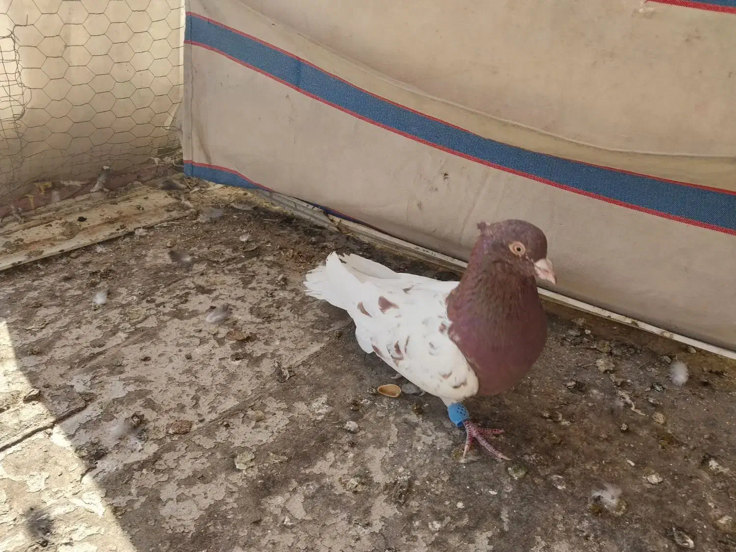 نروماده کله ای سرخ و طلایی|پرنده|لنجان, |دیوار