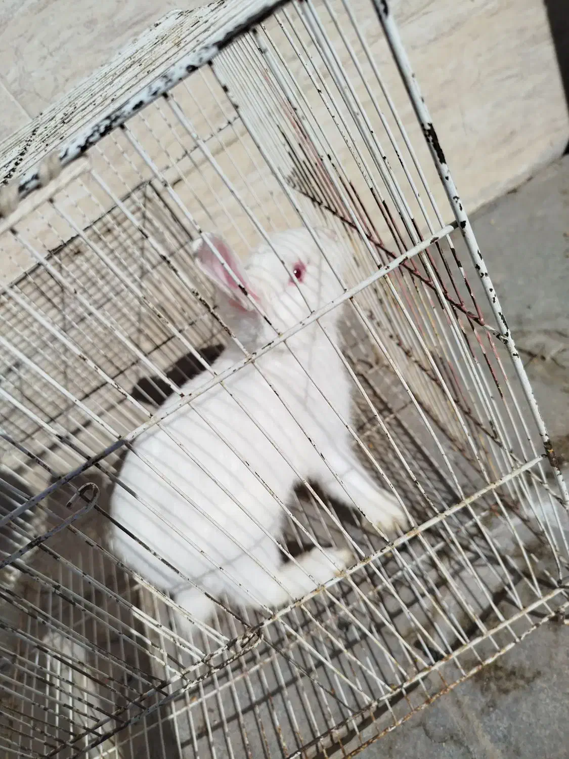 خرگوش|موش و خرگوش|نیشابور, مازول|دیوار