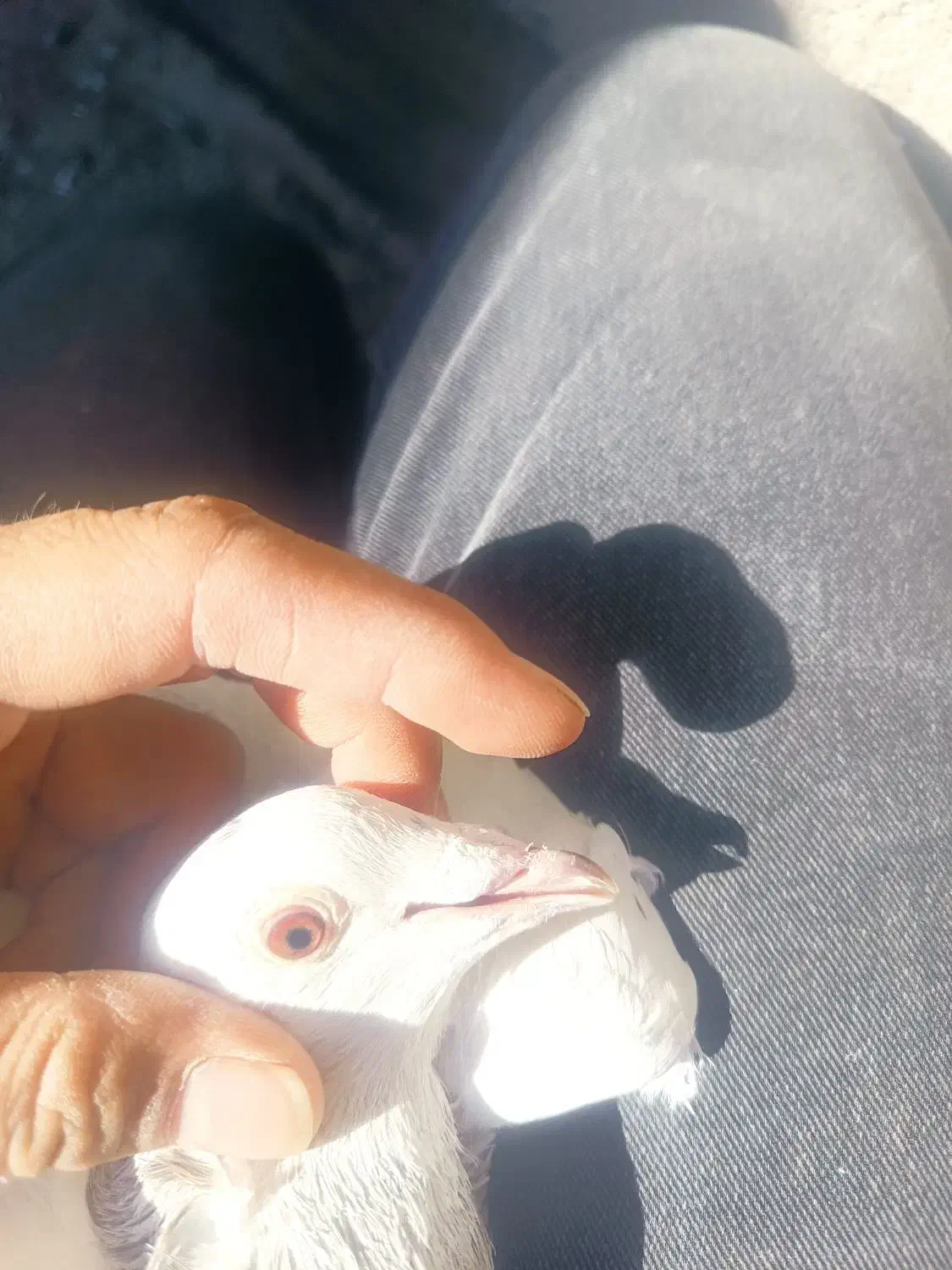 کفتر سار ماده سبزنر و جوجه ساده وپولک|پرنده|قلندر آباد, |دیوار