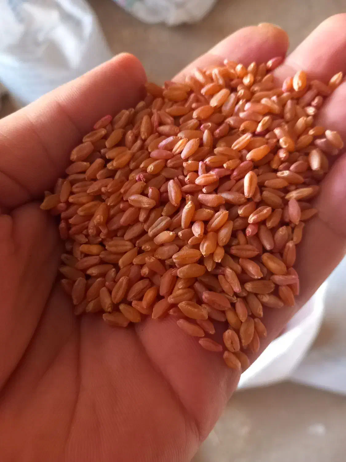 گندم|گل و گیاه طبیعی|ایوان, |دیوار