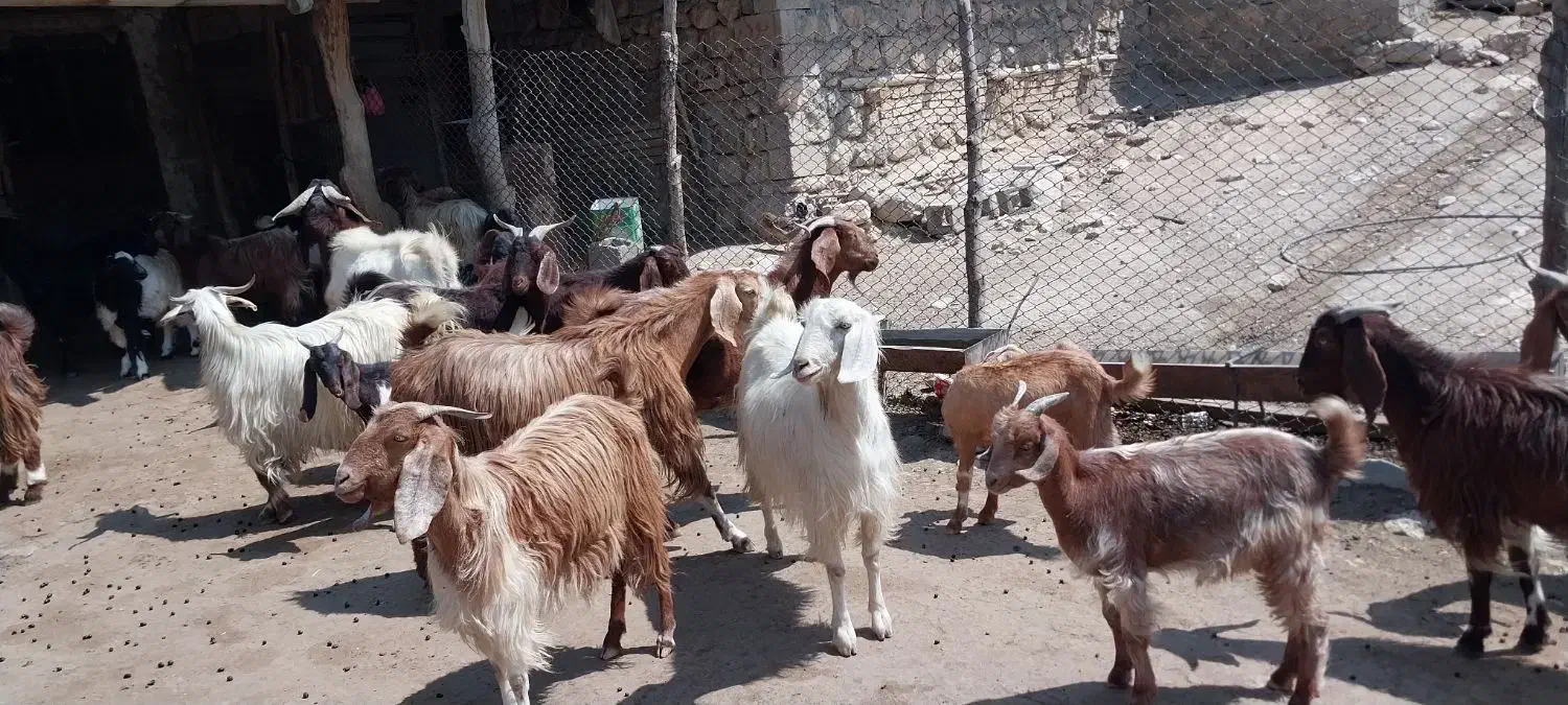 بز ذات دار داشتی|حیوانات مزرعه|مارگون, |دیوار