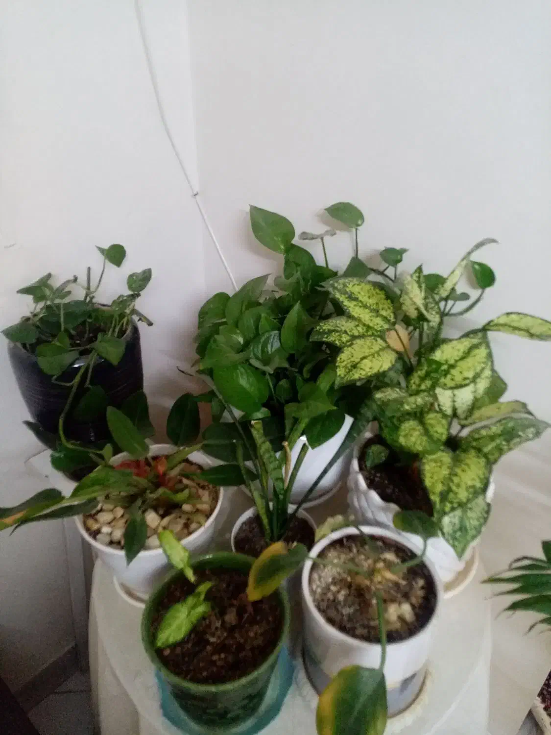 میز  خاطرات همراه با گلدان|گل مصنوعی|تهران, مولوی|دیوار