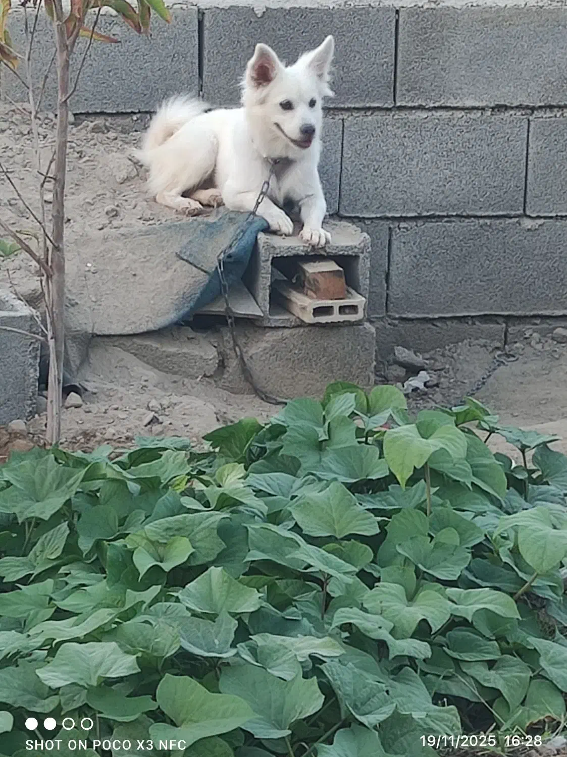 سگ پاکوتاه شتینزو پامر|سگ|چابهار, |دیوار