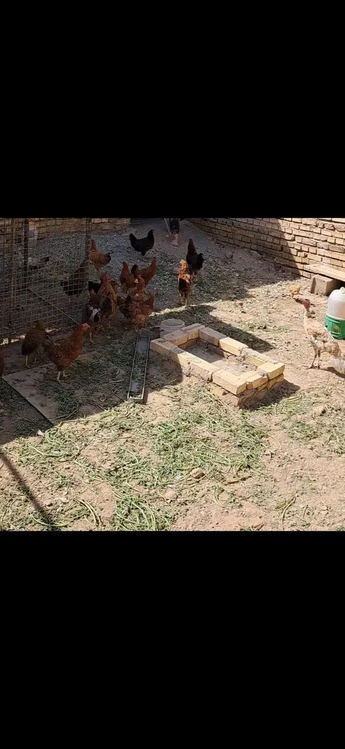 مرغ خروس رسمی|حیوانات مزرعه|ورامین, قويينک زهری|دیوار