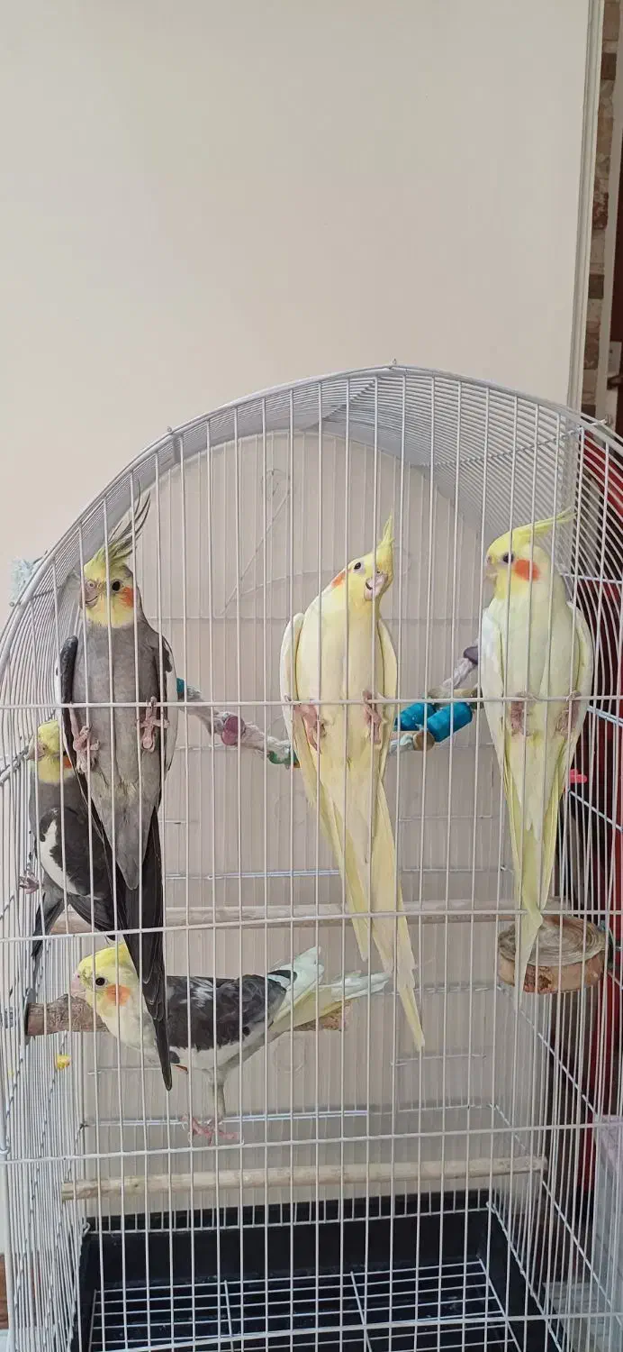 عروس هلندی مولد سره حال و سخنگو|پرنده|تهران, دروازه شمیران|دیوار