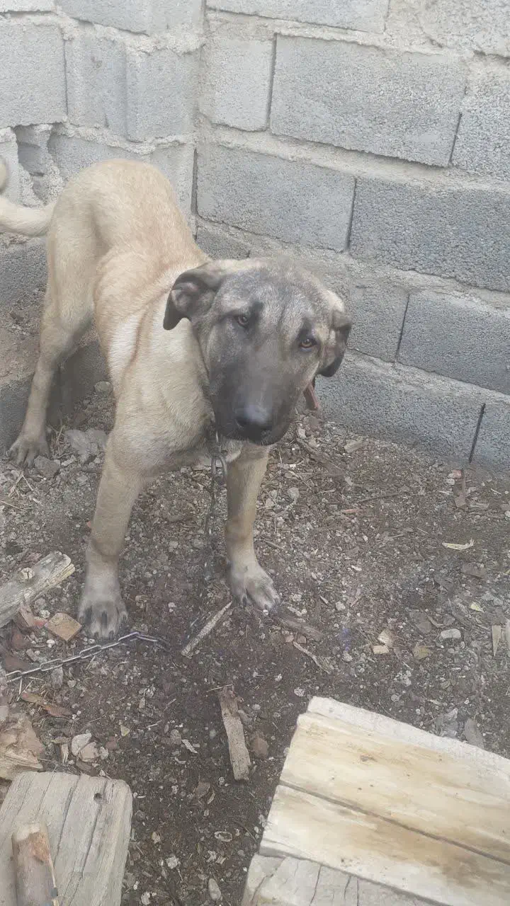 سگ سراب|سگ|هشتگرد, گلسار|دیوار