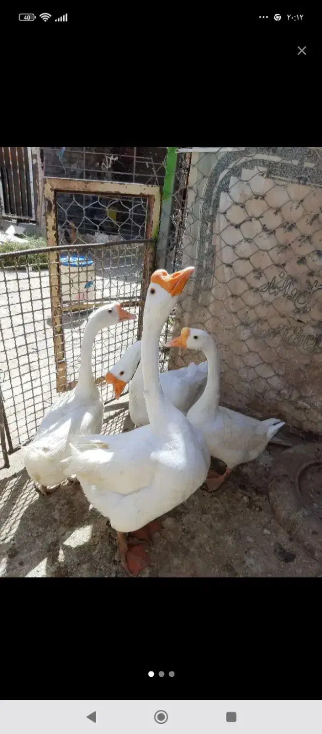 جوجه قوغاز|حیوانات مزرعه|زابل, |دیوار