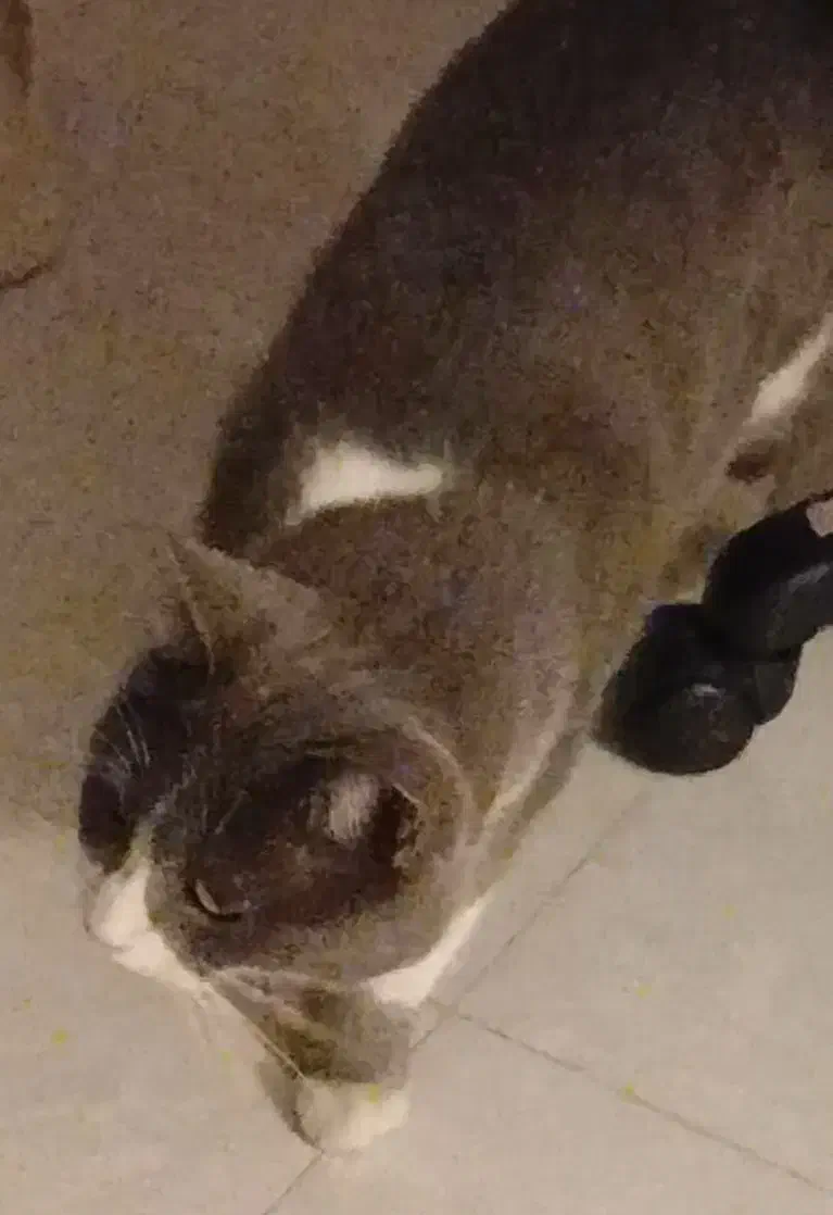 یک گربه خانگی پیدا شده، فاز ۴|گربه|پردیس, فاز ۴|دیوار