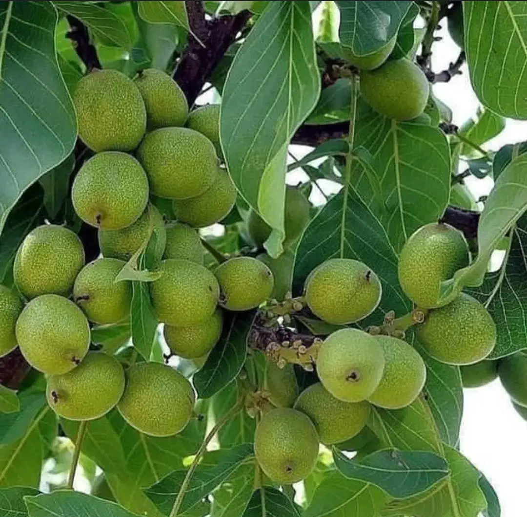 نهالستان گردو|گل و گیاه طبیعی|کبودرآهنگ, |دیوار