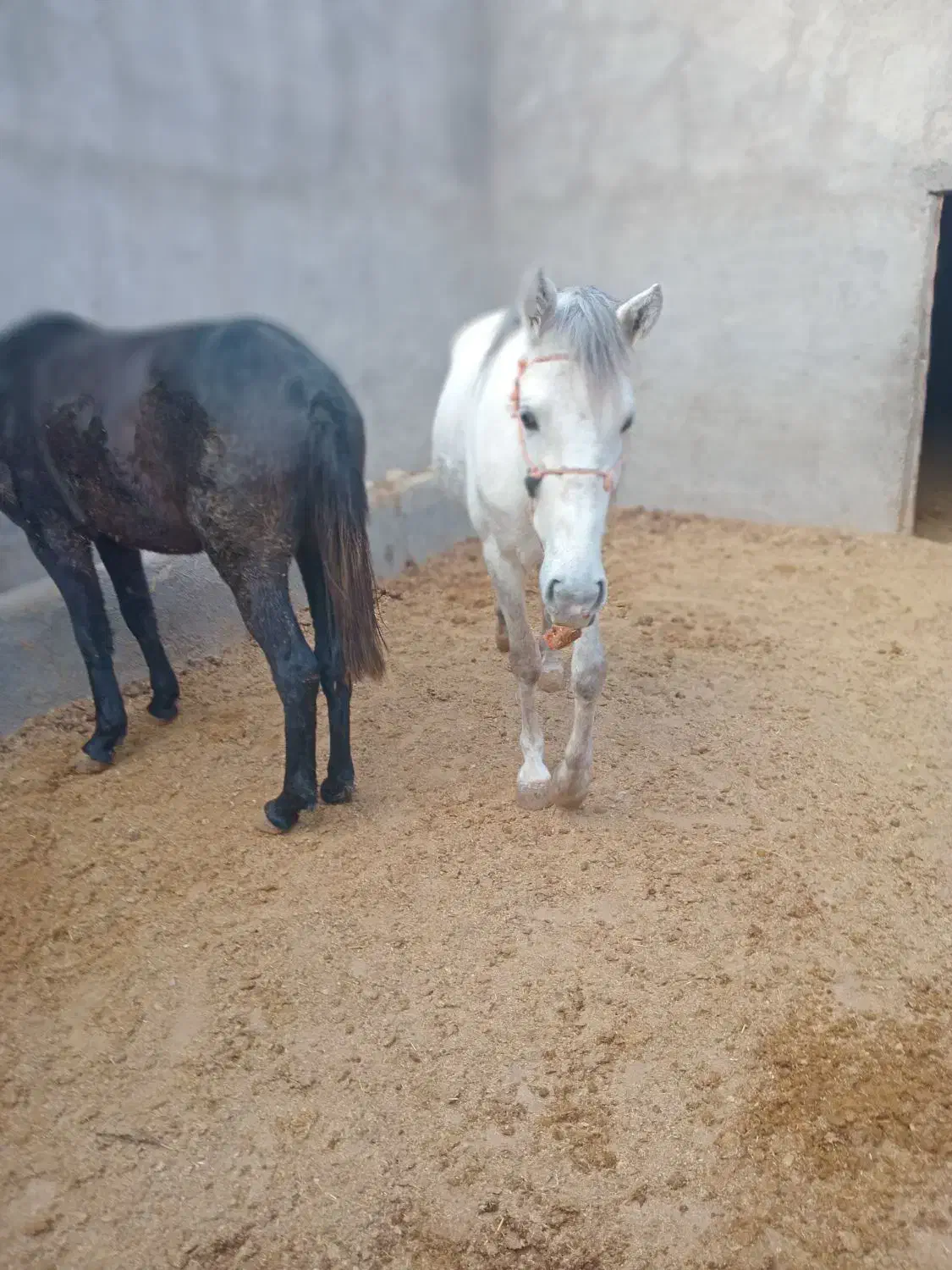 اسب کرد|اسب و تجهیزات اسب‌سواری|قم, سید معصوم|دیوار