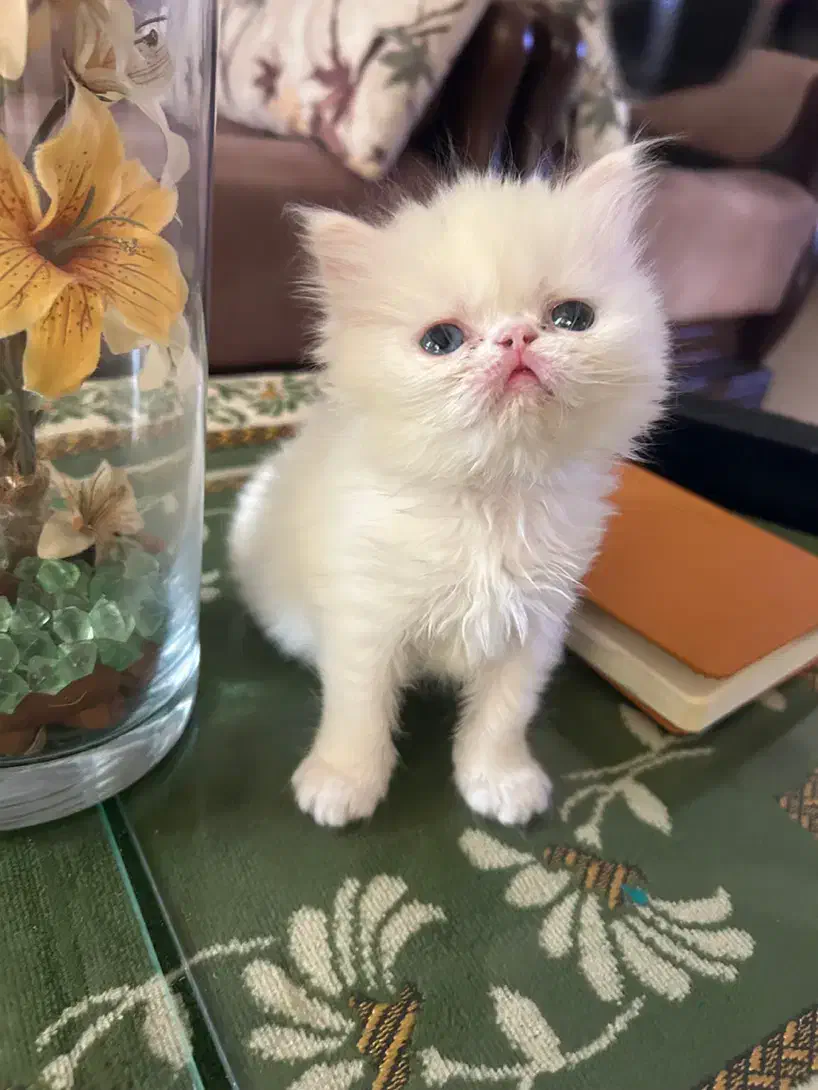 گربه|گربه|گرگان, |دیوار