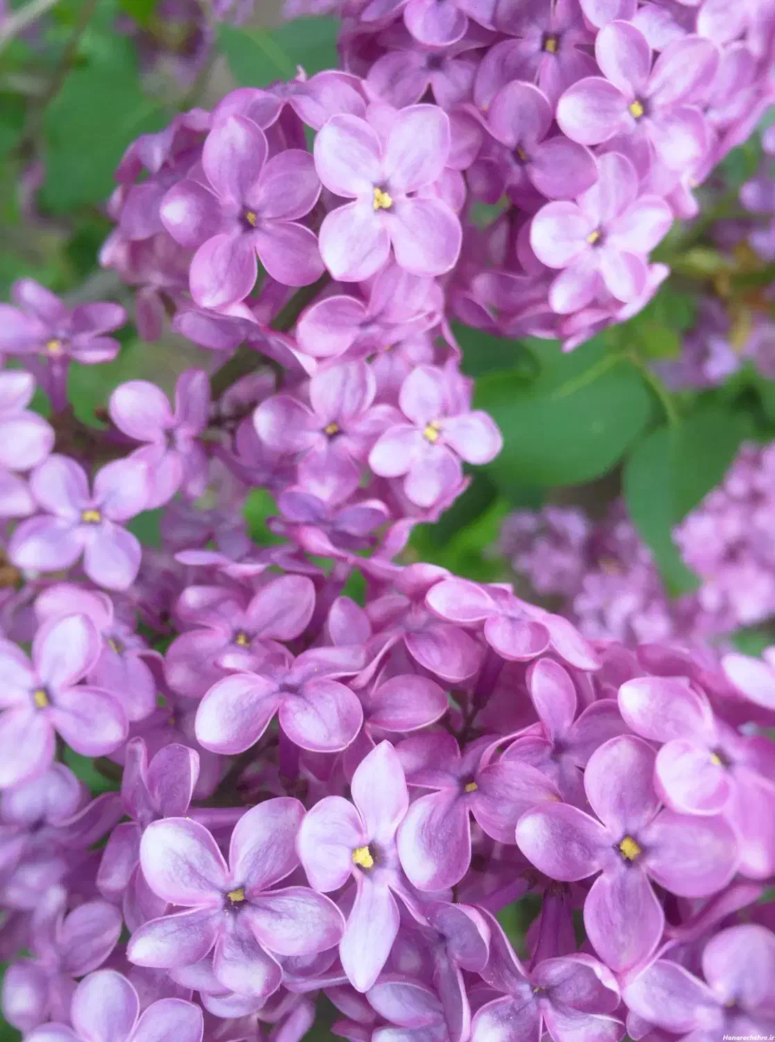 شرکت نظافتی *نشاط آوران یاس*|خدمات نظافت|کرمانشاه, |دیوار