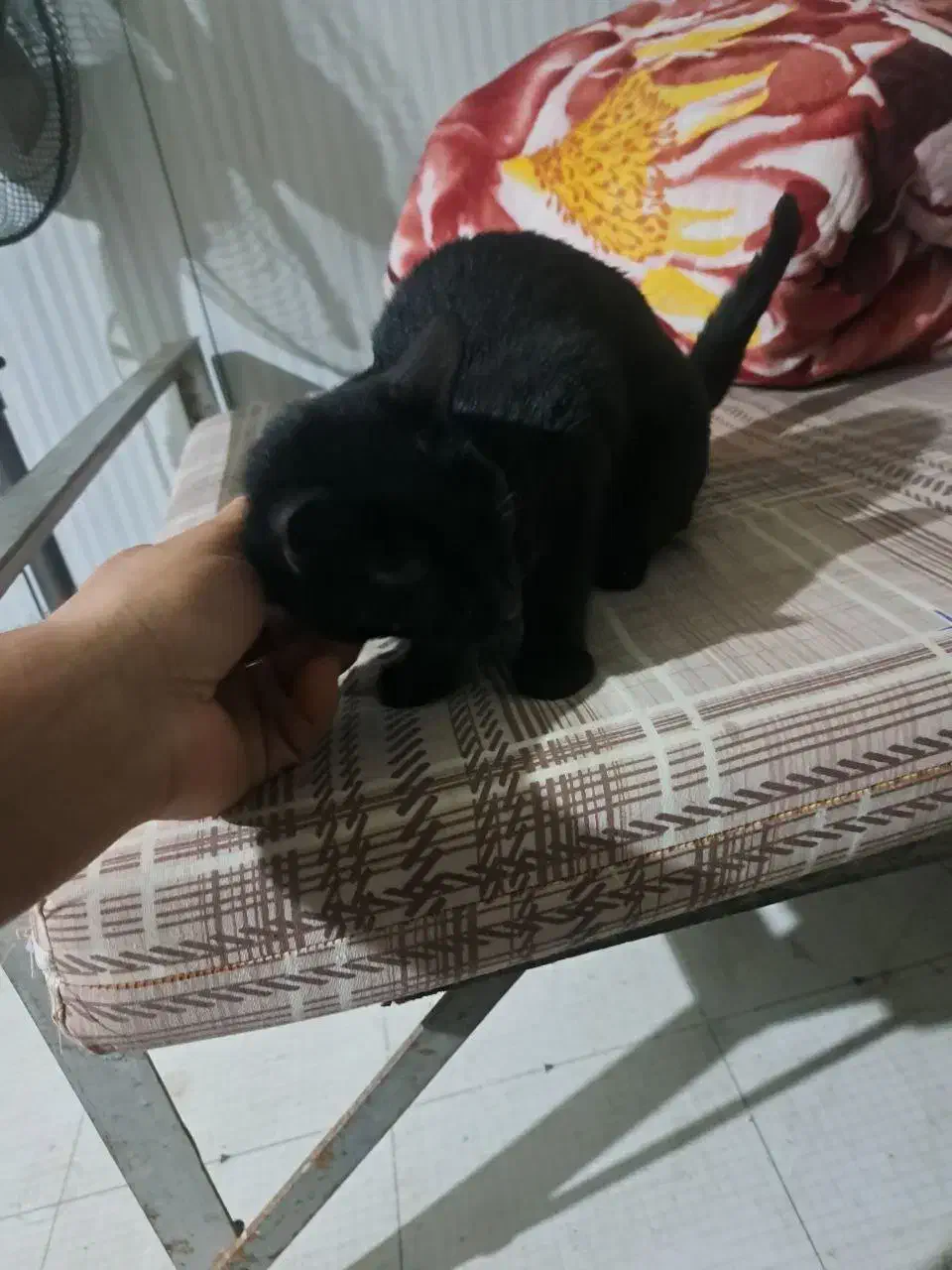 گربه خانگی|گربه|تهران, آذربایجان|دیوار