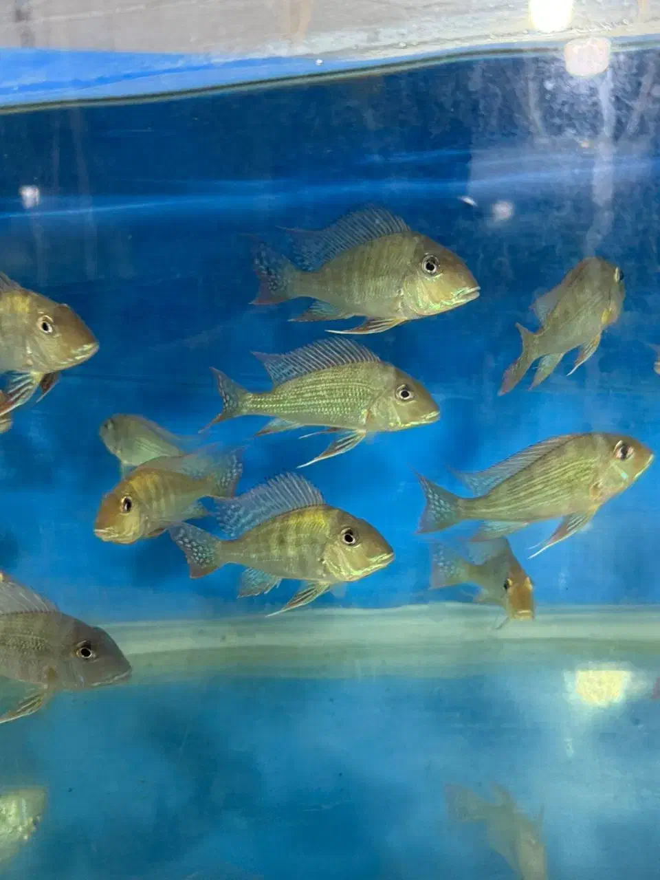 ماهیهای زینتی کاسپین (عمده و خرده)|ماهی|اردبیل, |دیوار