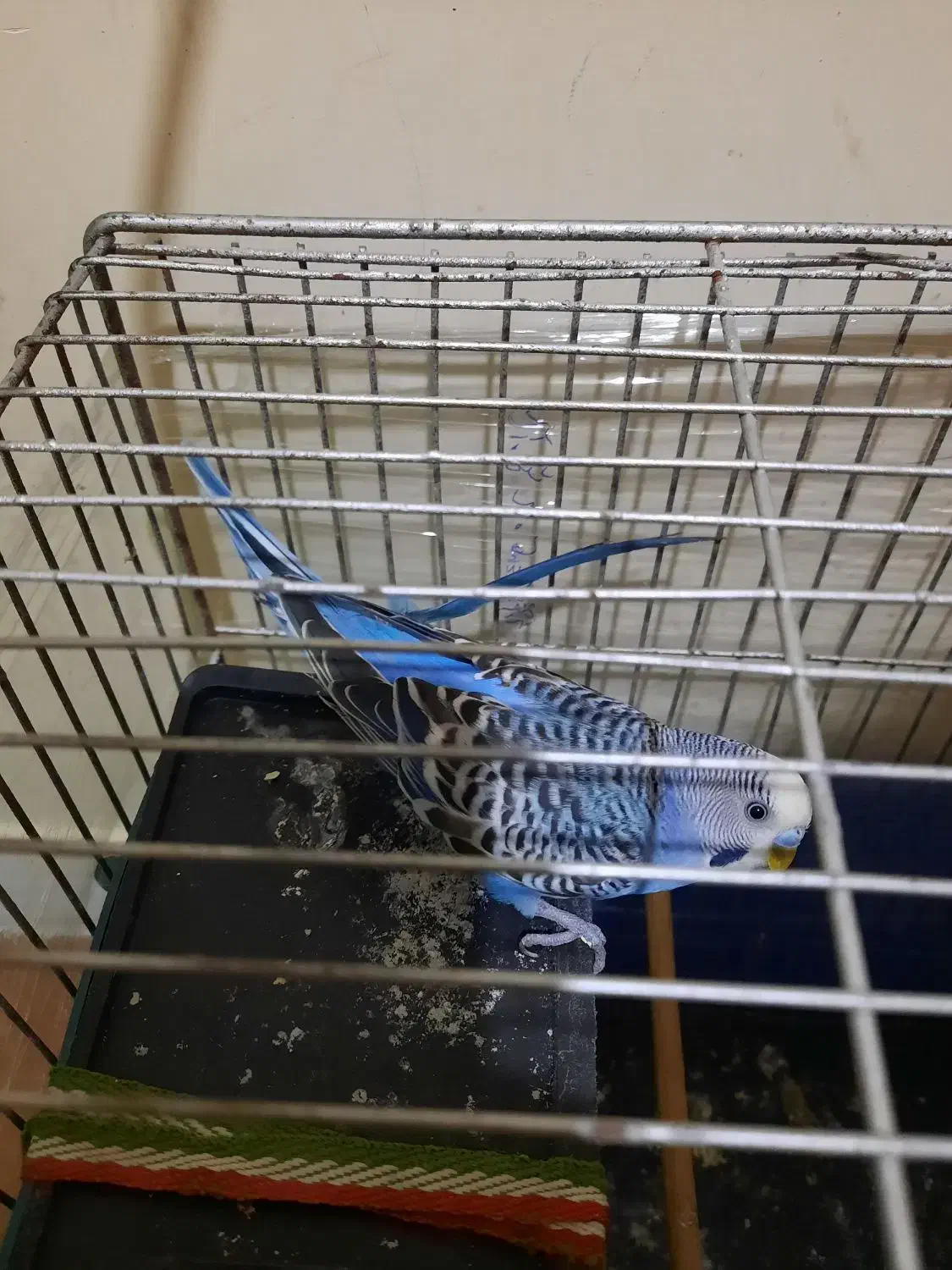 مرغ عشق|پرنده|کرج, ساسانی (قلمستان)|دیوار