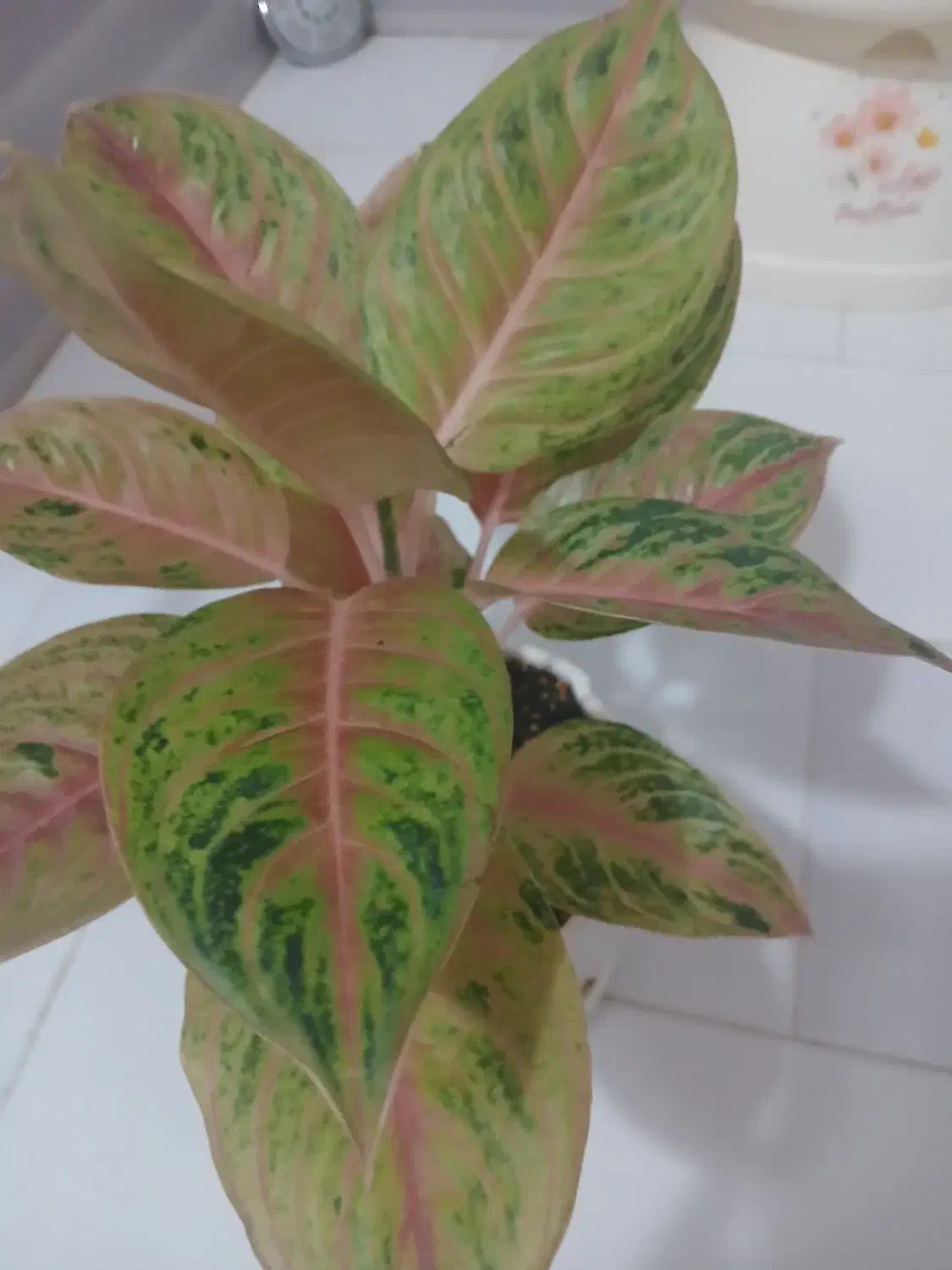 اگلونما کمیاب کلکسیونی سوپر صورتی|گل و گیاه طبیعی|تهران, افسریه شمالی|دیوار