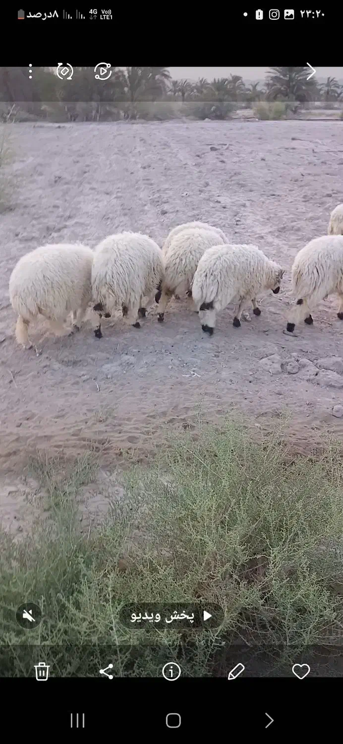 تعداد میش و بره|حیوانات مزرعه|آسمینون, |دیوار