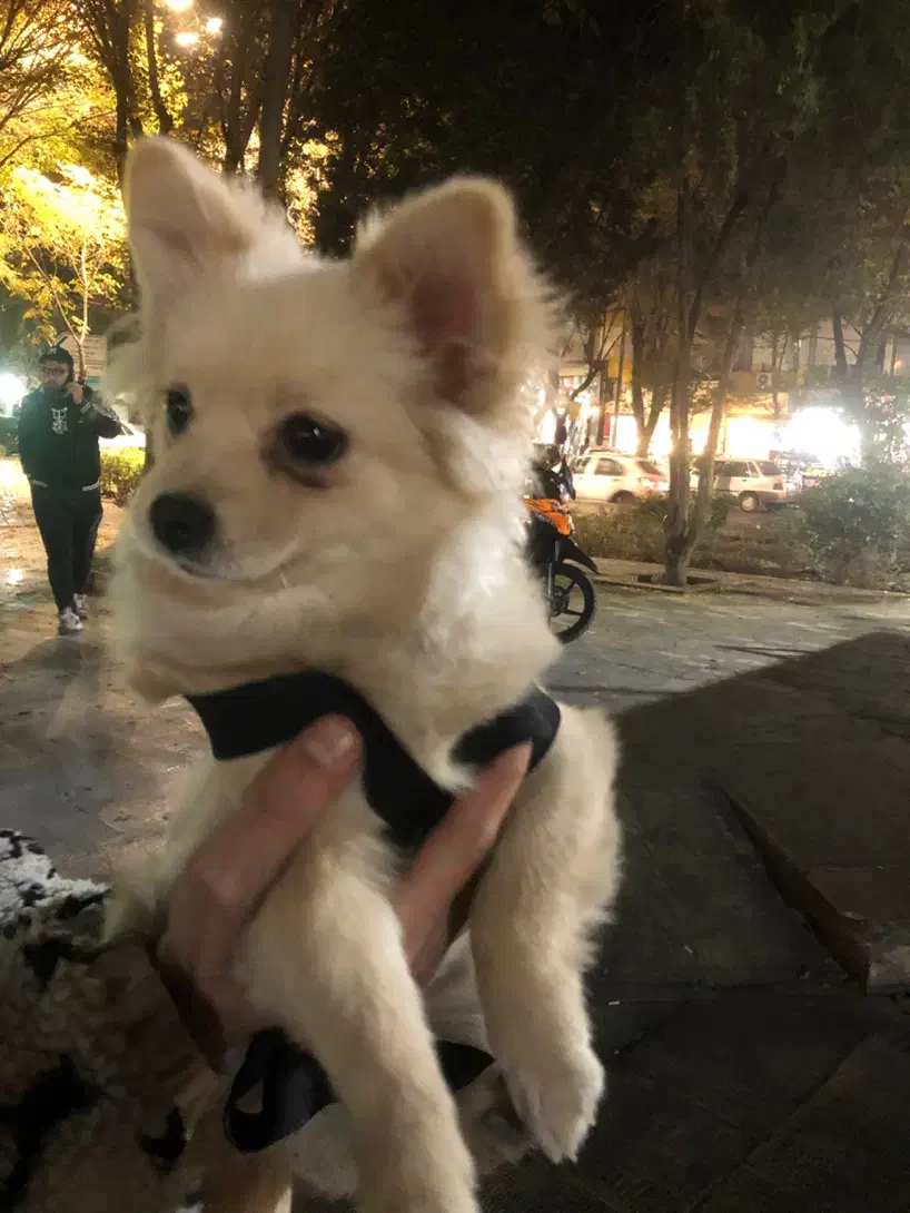 سگ خانگی بسیار زیبا|سگ|ری, دولت‌آباد|دیوار