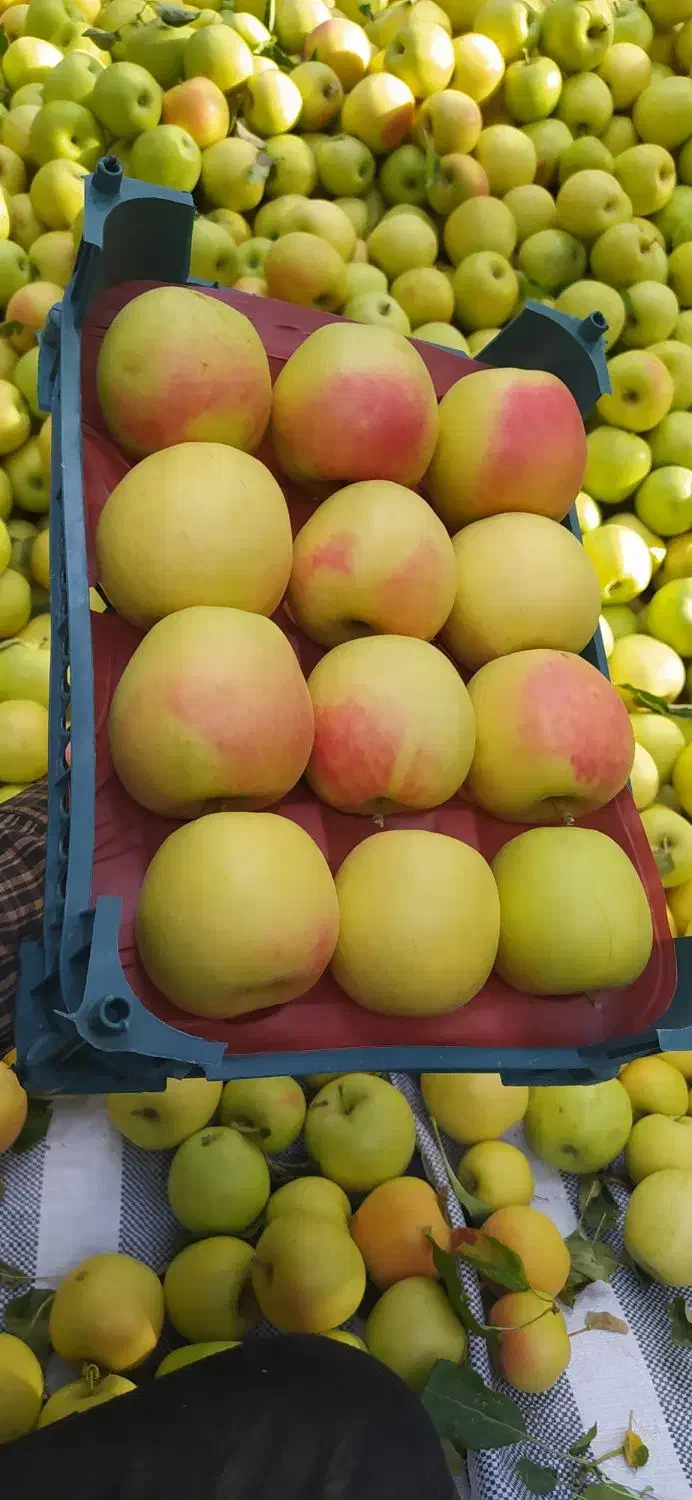 سیب ممتاز در سردخانه ۶۵تن|عمدهفروشی|زنجان, |دیوار