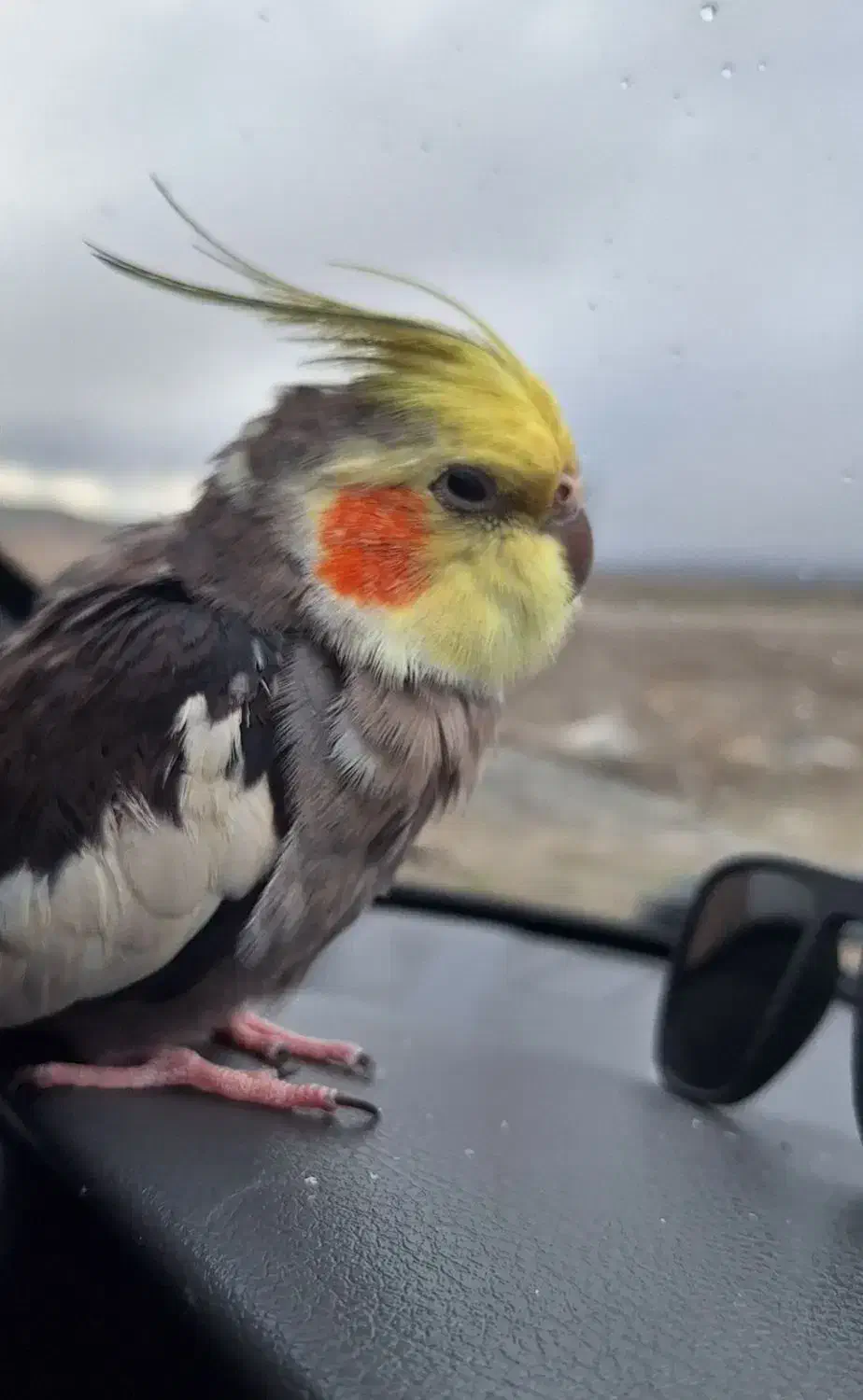 عروس هلندی|پرنده|مشهد, آبکوه|دیوار