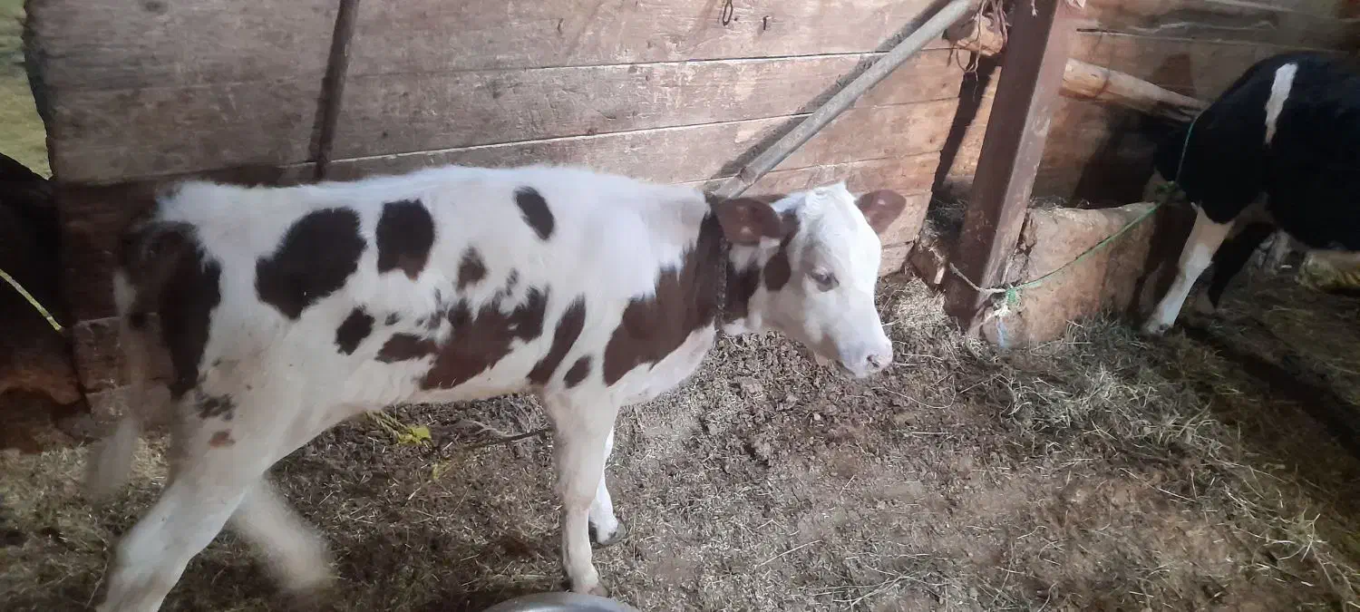 گاو شیری سالم وسرحال|حیوانات مزرعه|خواجه, |دیوار