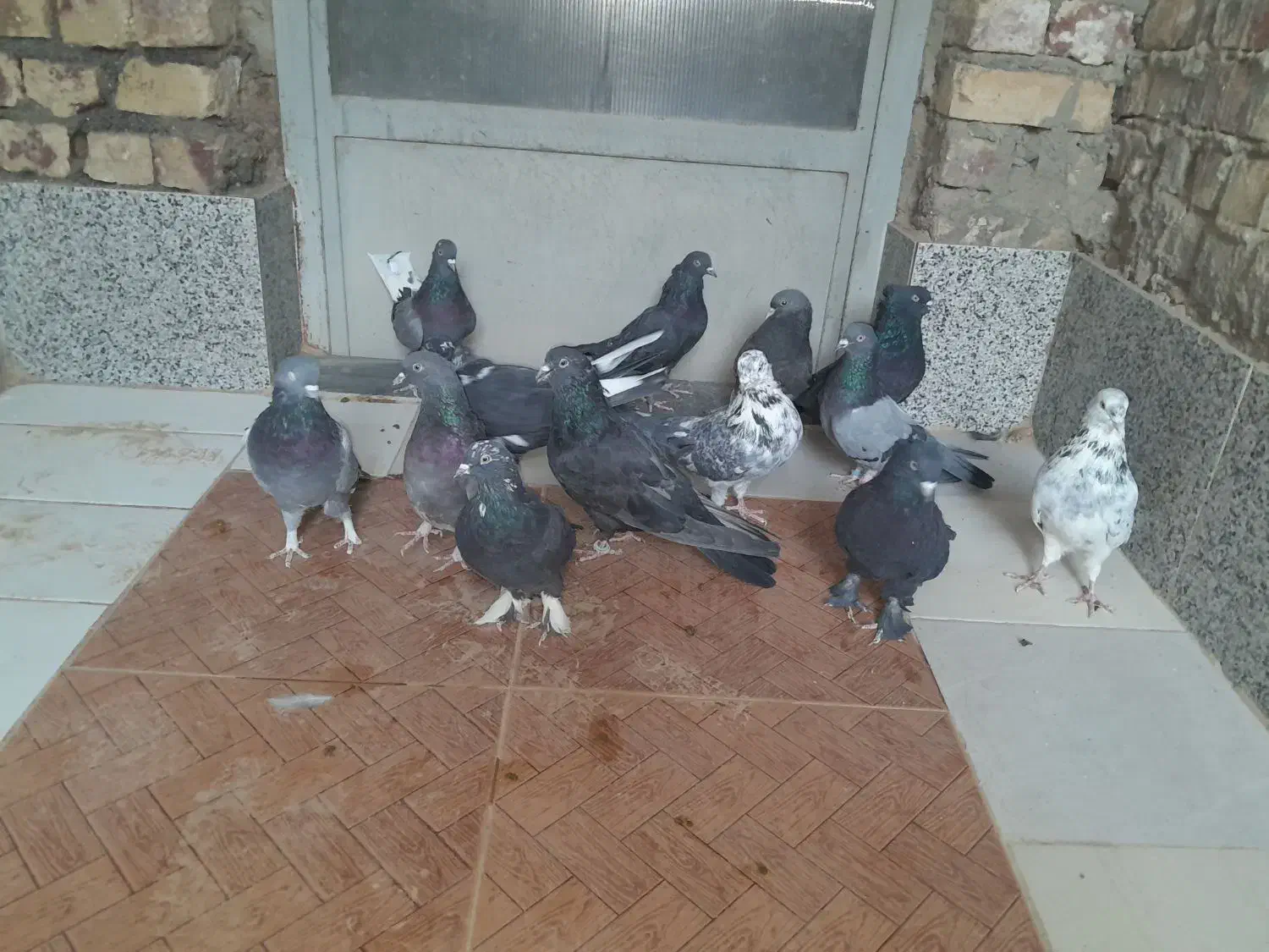 کبوتر پر  روزگاری|پرنده|لاران, |دیوار