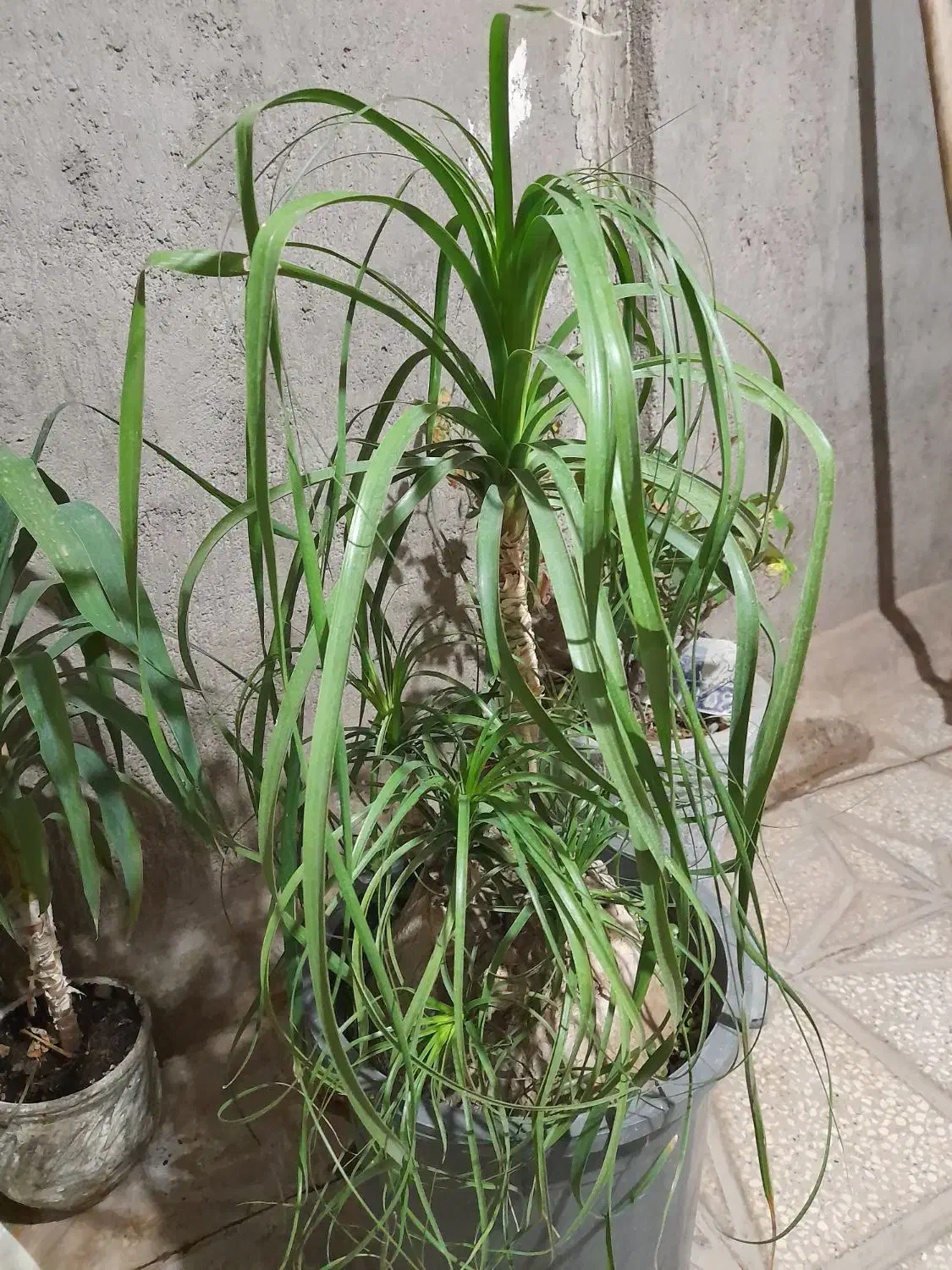 گل و گل آپارتمانی|گل و گیاه طبیعی|کاشمر, |دیوار