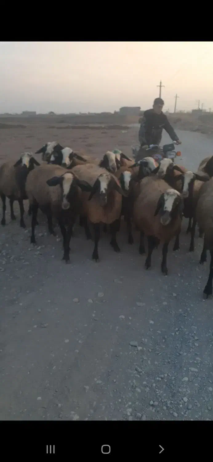 میش اصیل چا|حیوانات مزرعه|اسفرورین, |دیوار