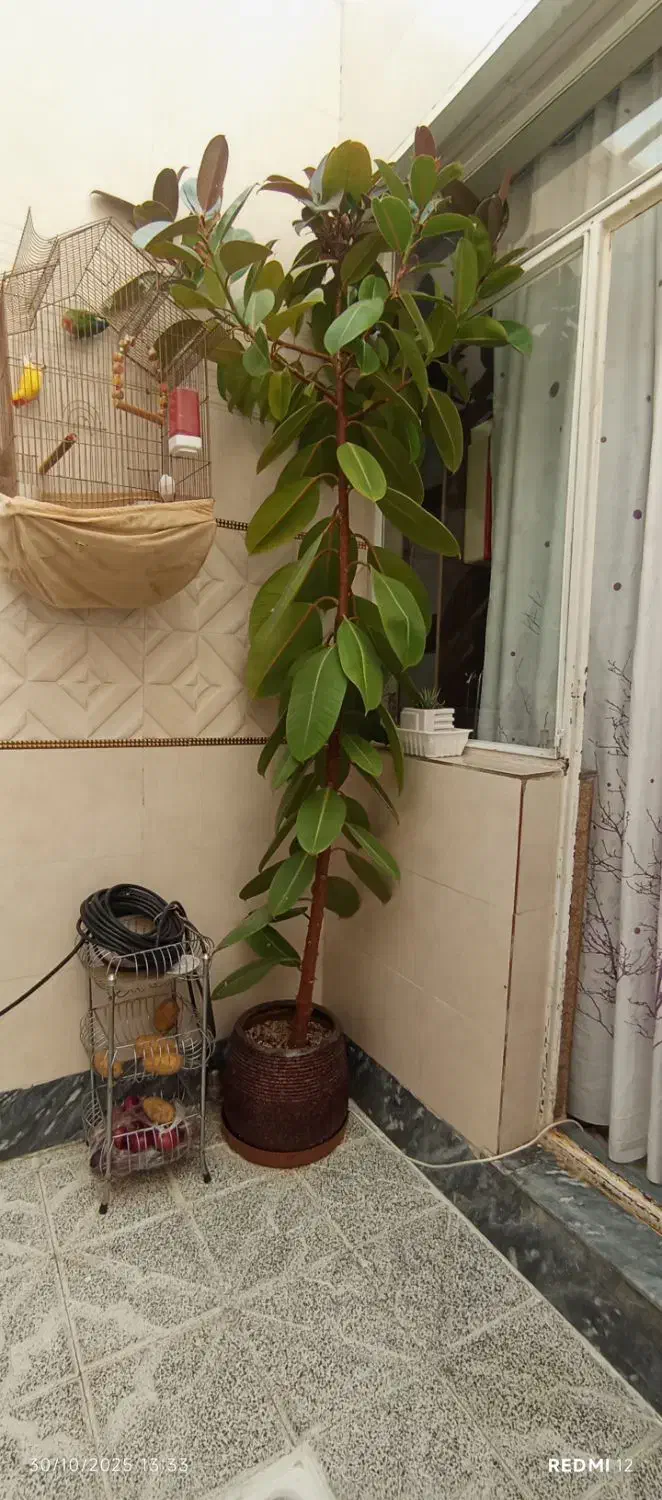 گل فیکوس|گل و گیاه طبیعی|شبستر, |دیوار