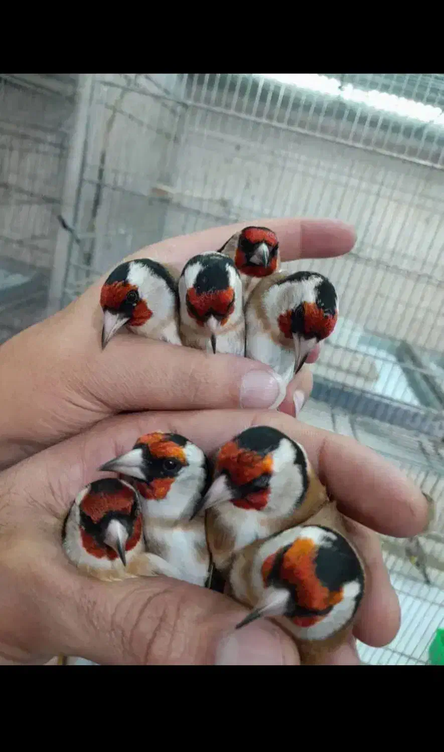 فروش سهره های رسمی مست کرمانی|پرنده|صفادشت, |دیوار