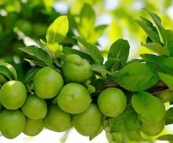 پیش فروش نهال گوجه سبز نخجوان|خدمات باغبانی و درختکاری|بابل, |دیوار