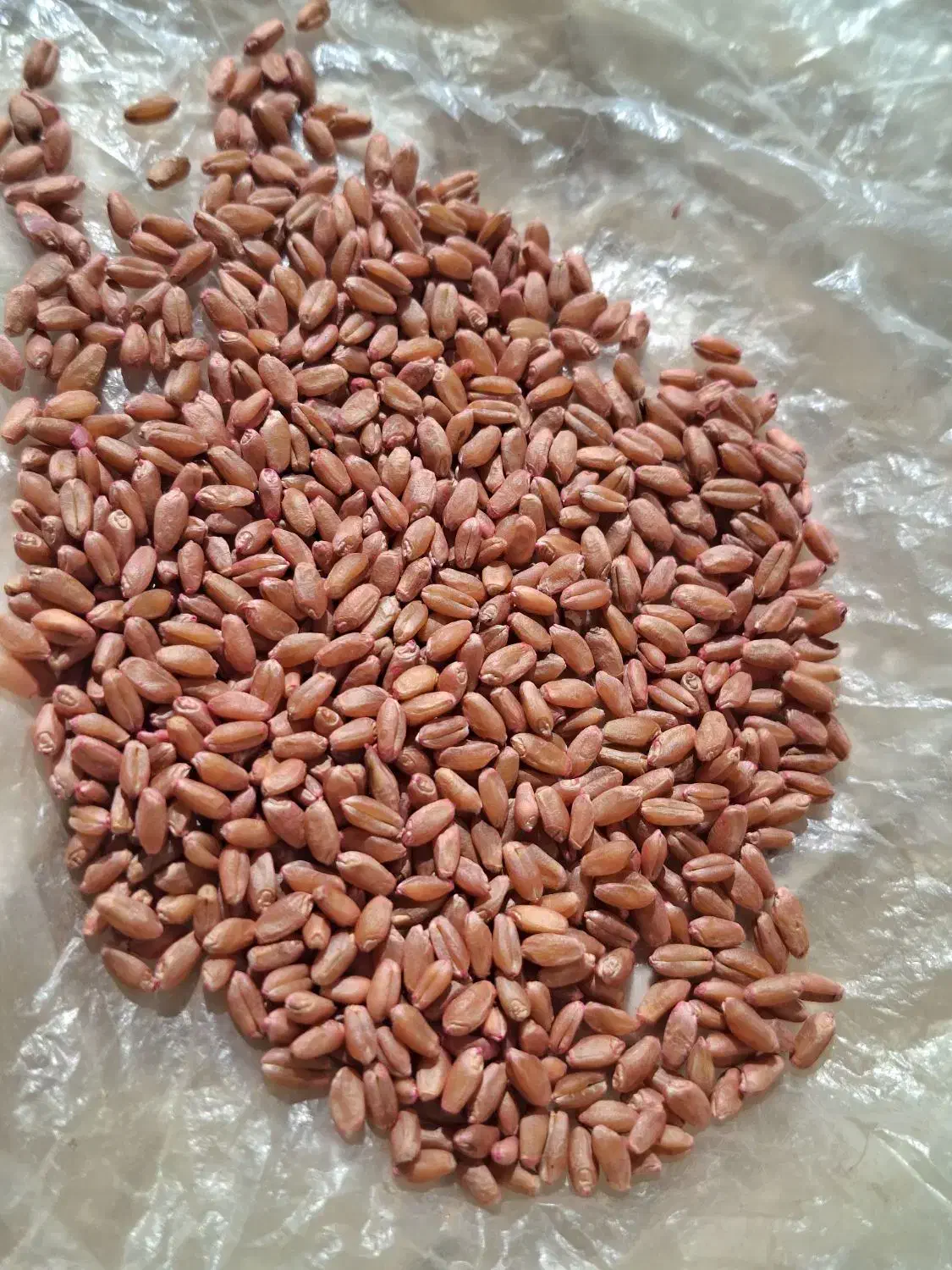 گندم|خدمات باغبانی و درختکاری|گرمی, |دیوار