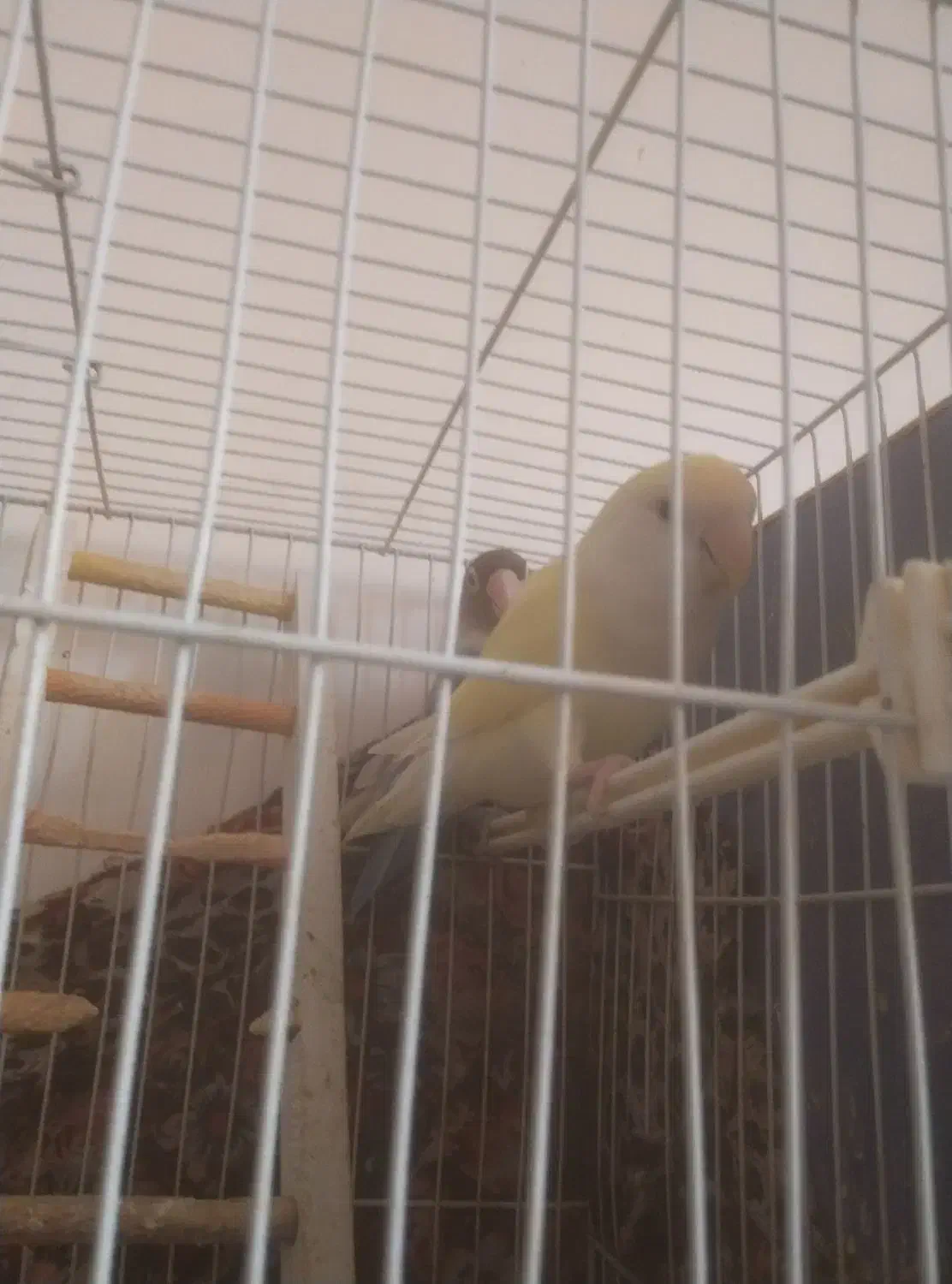 کوتوله|پرنده|مشهد, بهارستان|دیوار