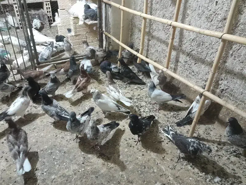 کبوتر درجه یک( جوجه)|پرنده|آران و بیدگل, |دیوار