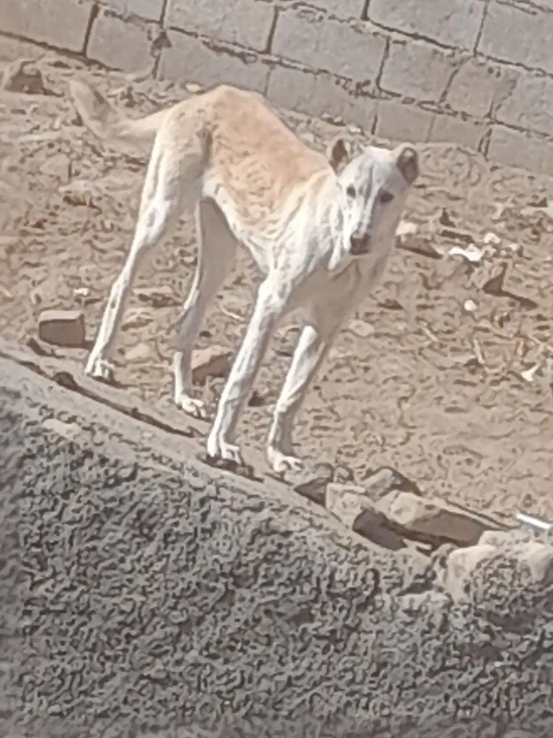 دل گلگی|سگ|نیشابور, دارایی|دیوار