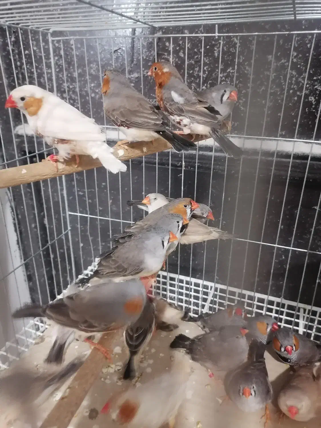 فنج|پرنده|بندرعباس, |دیوار