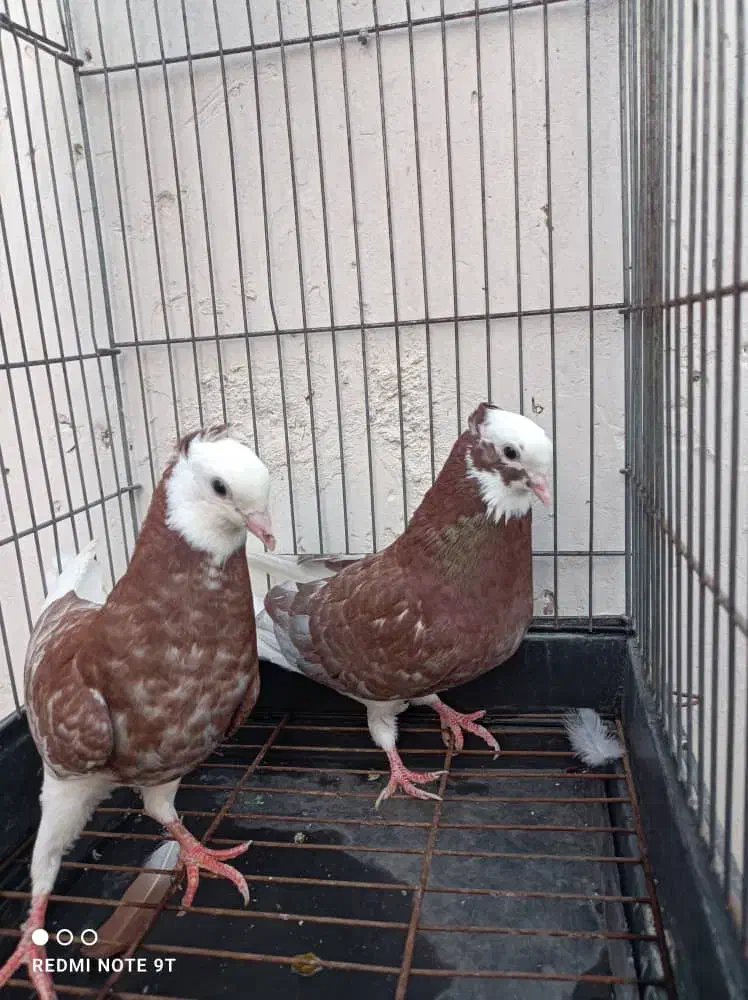 کبوتر درجایی|پرنده|میناب, |دیوار