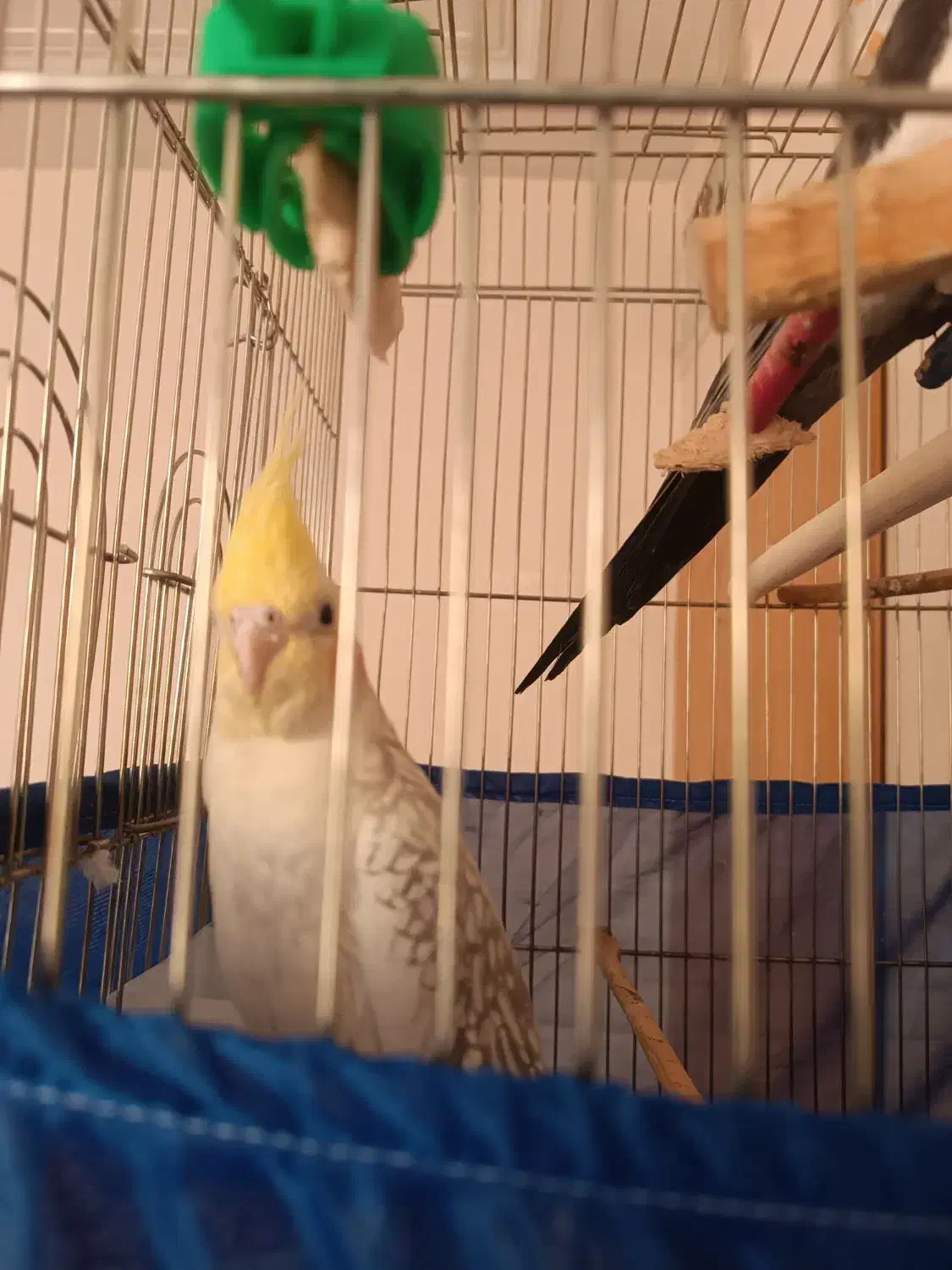 یک جفت عروس هلندی مولد کارداده|پرنده|اقبالیه, |دیوار