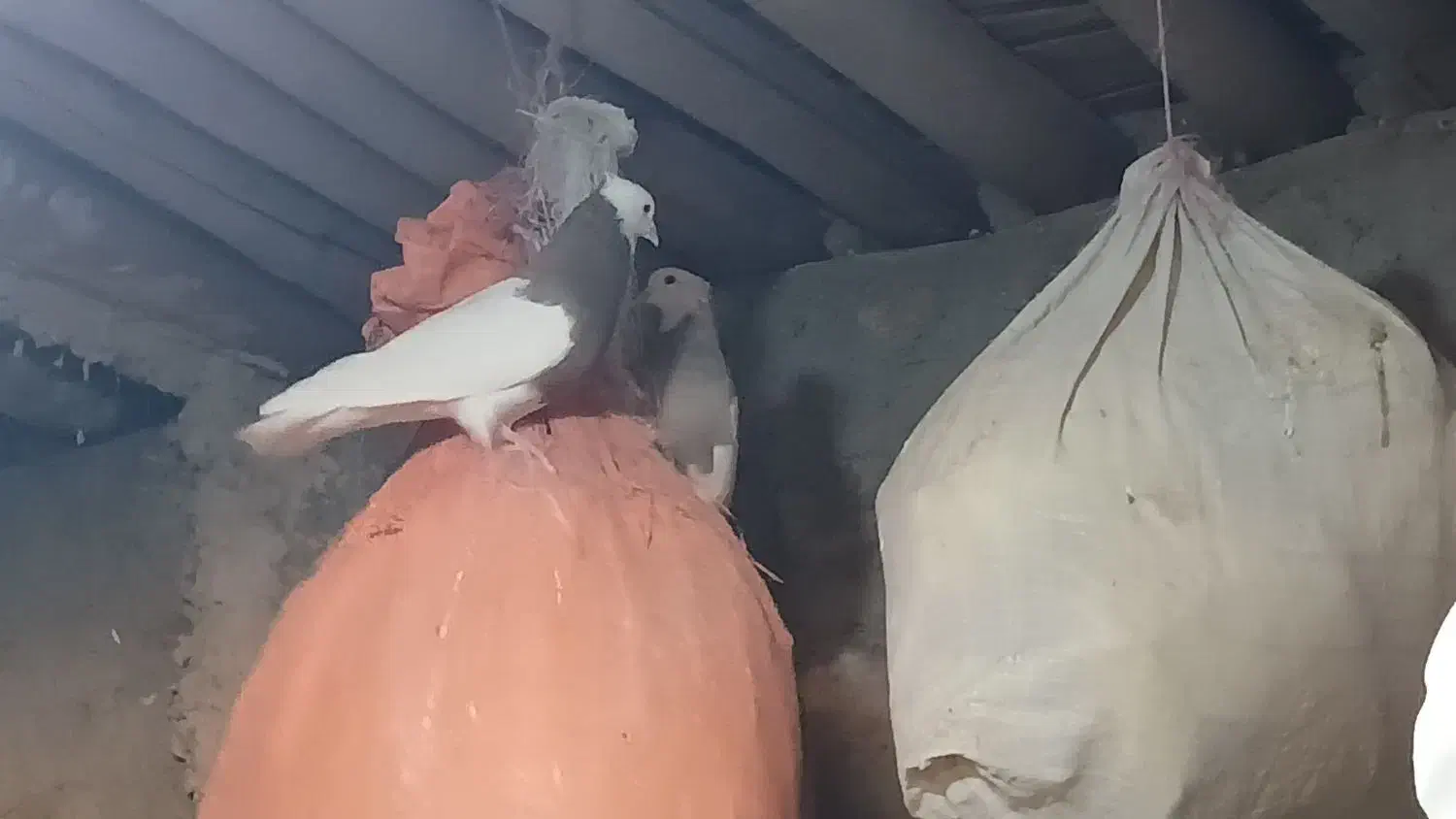 طوقی ماده‌ونر|پرنده|شباب, |دیوار