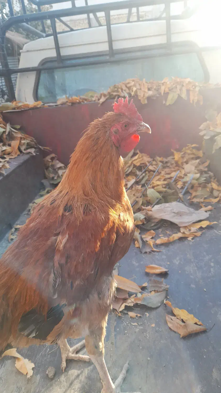 خرس‌|پرنده|پیر بکران, |دیوار