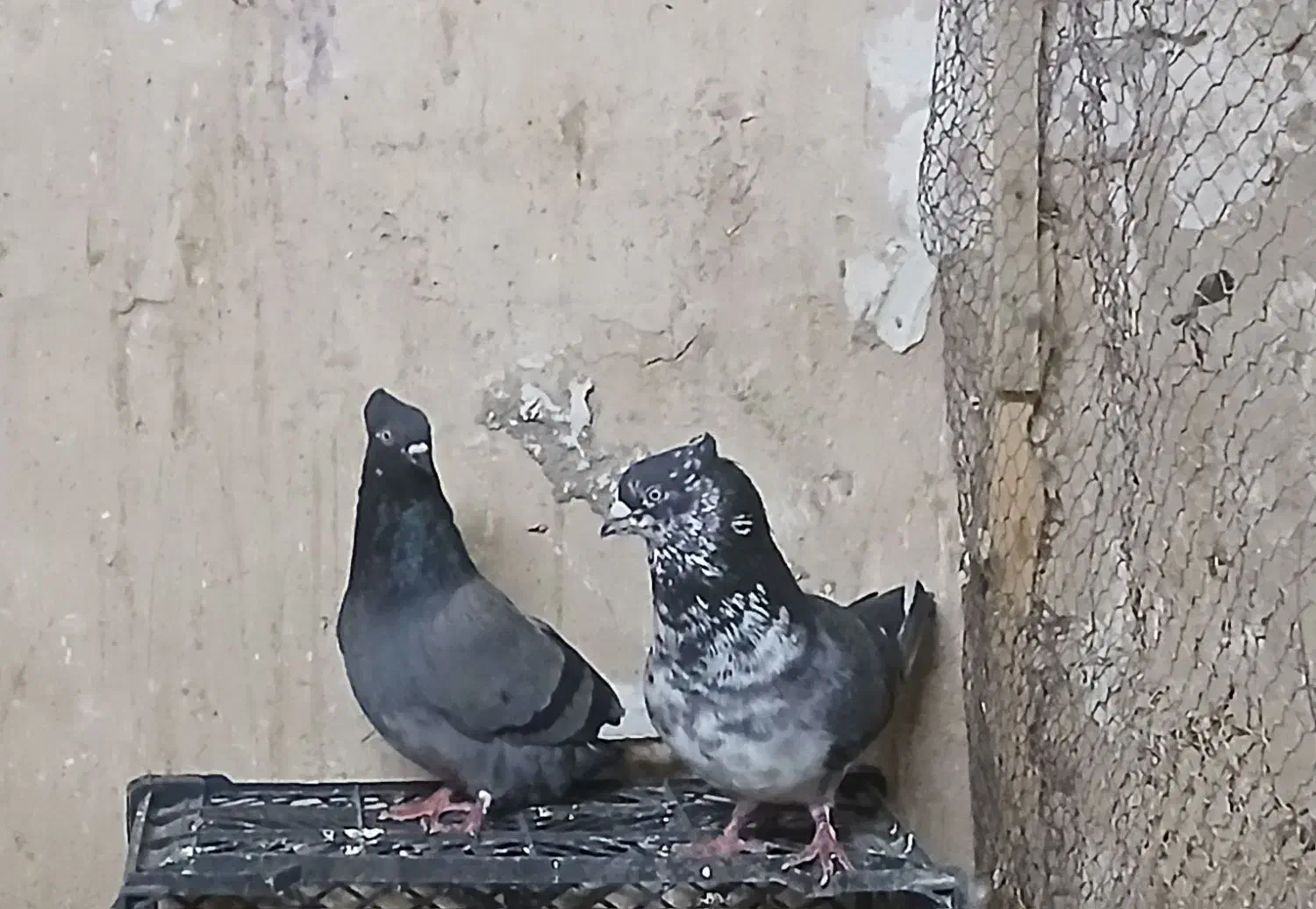 کفتر|پرنده|آران و بیدگل, |دیوار