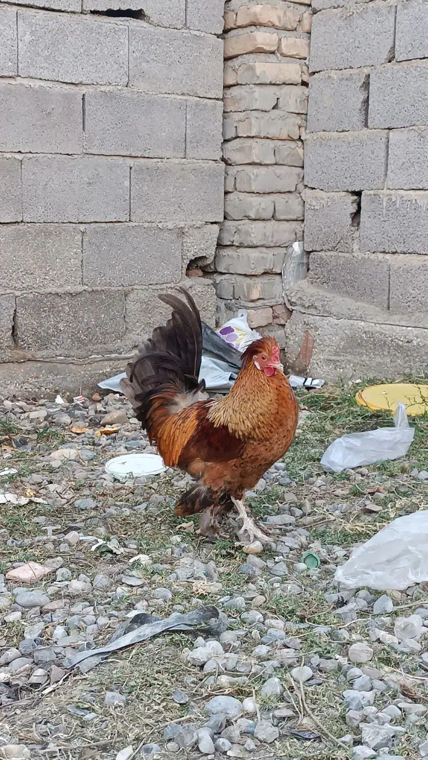 خروس سلطان|حیوانات مزرعه|گمیشان, |دیوار