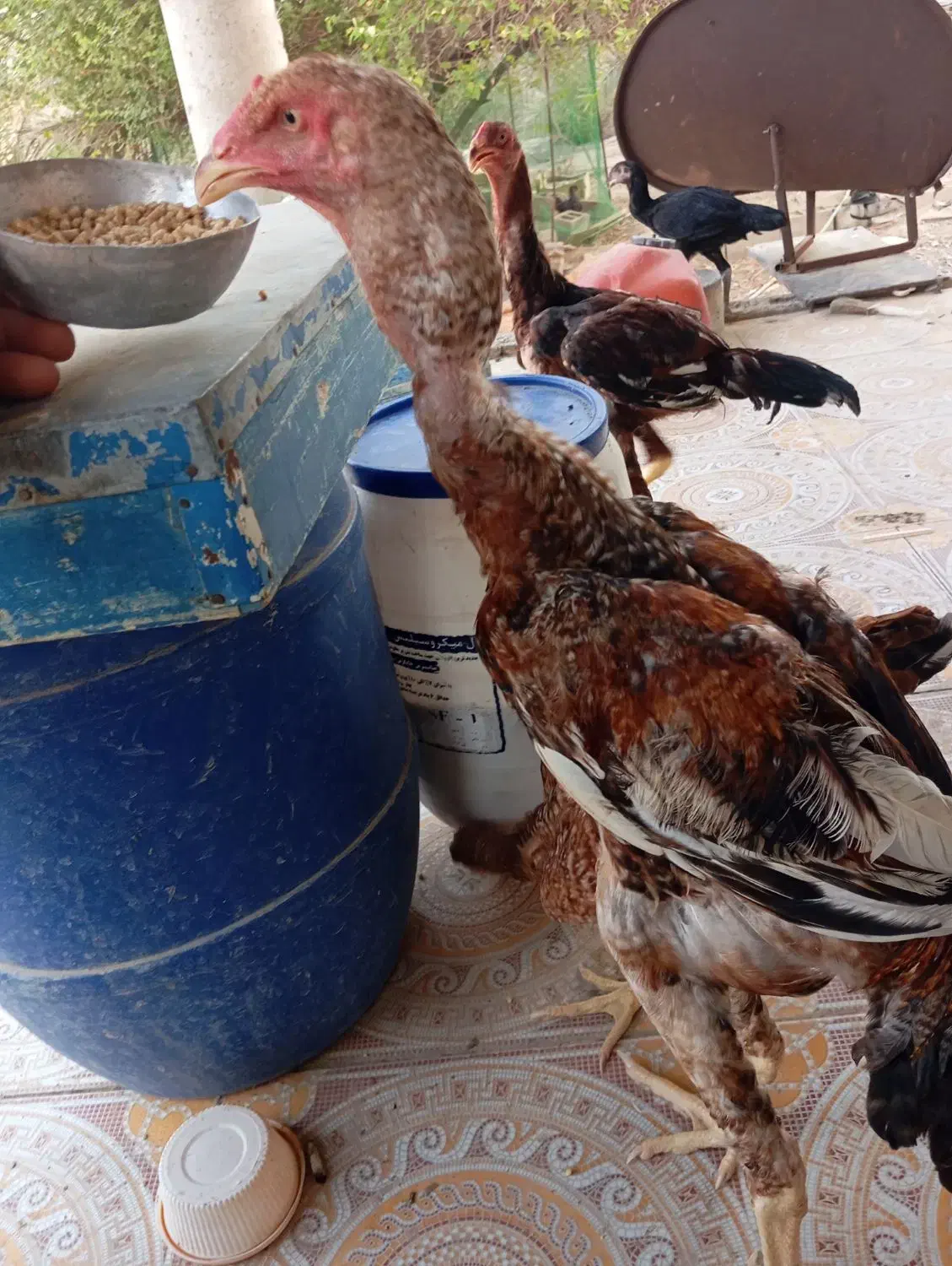 مرغ و خروس|حیوانات مزرعه|سعدآباد, |دیوار