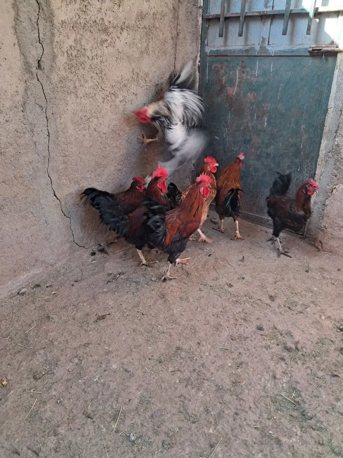 فروش خروس محلی|حیوانات مزرعه|پاکدشت, پاکدشت (مامازند)|دیوار