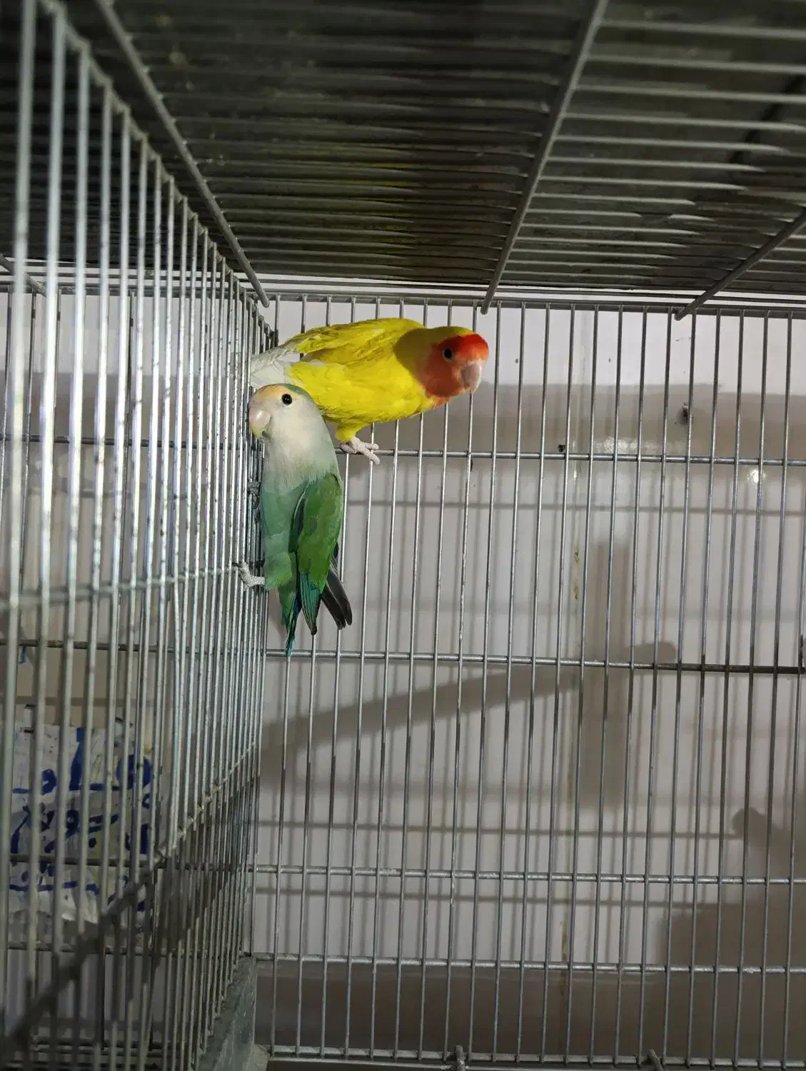 کوتوله برزیلی مولد 100تضمینی کوتوله کار|پرنده|قم, نوبهار|دیوار