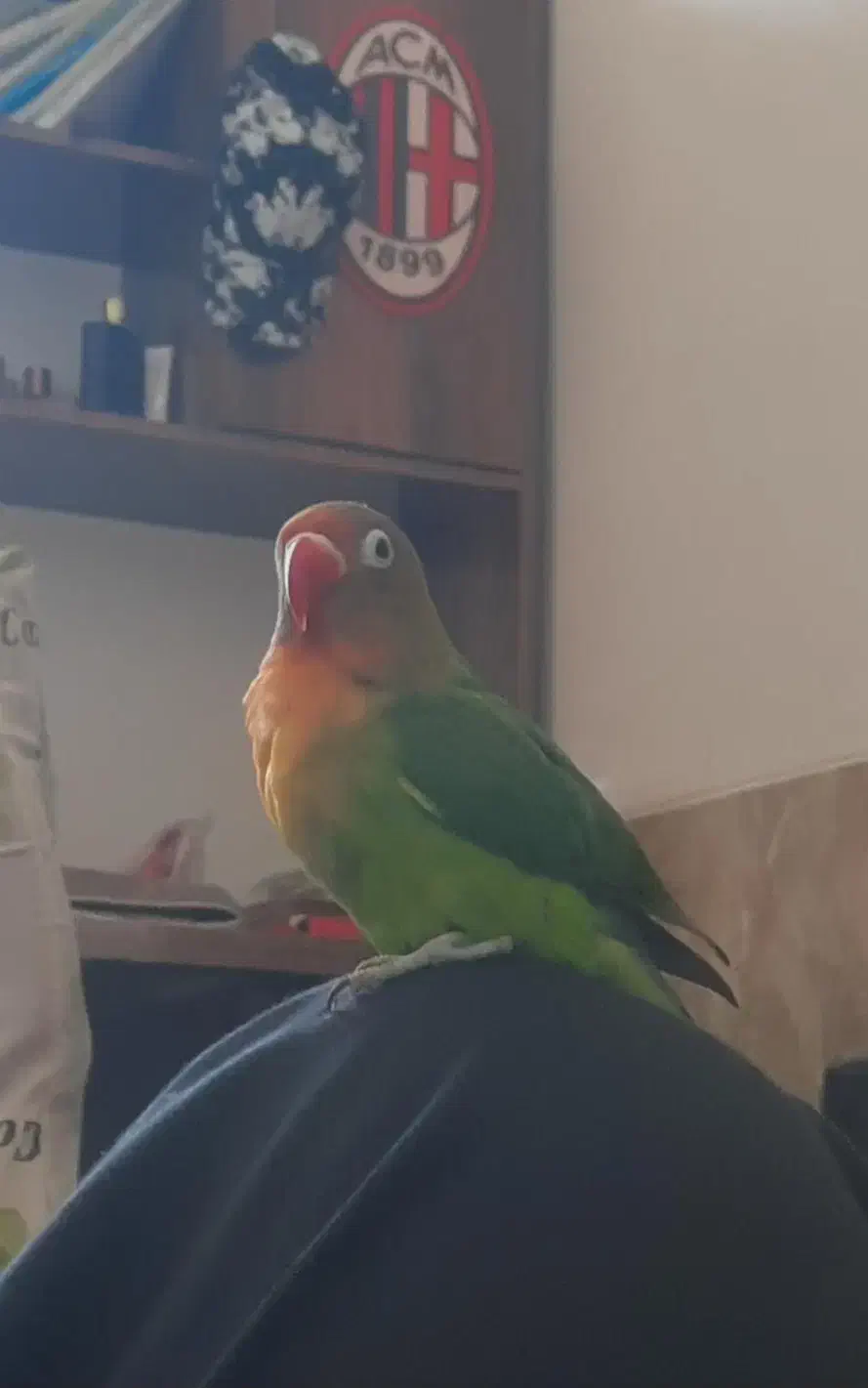 طوطی برزیلی فیشر|پرنده|شیراز, پودنک|دیوار