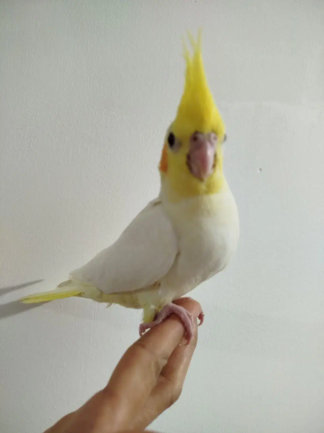 طوطی لتیونو سرلاکی|پرنده|آمل, |دیوار