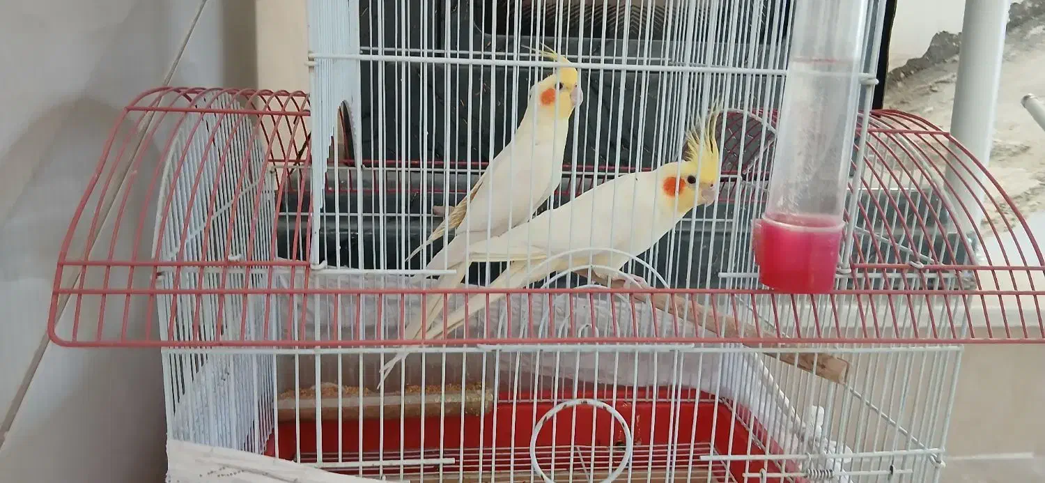 عروس هلندی و قناری نر|پرنده|دره شهر, |دیوار